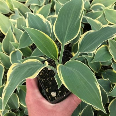 Hosta 'First Frost' - Plantain Lily (3.5" Pot)