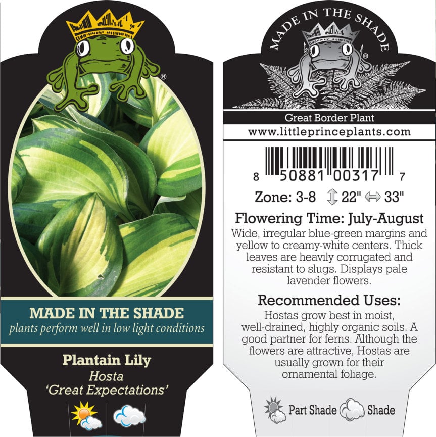 Hosta 'Great Expectations' - Plantain Lily (3.5" Pot) - Image 2