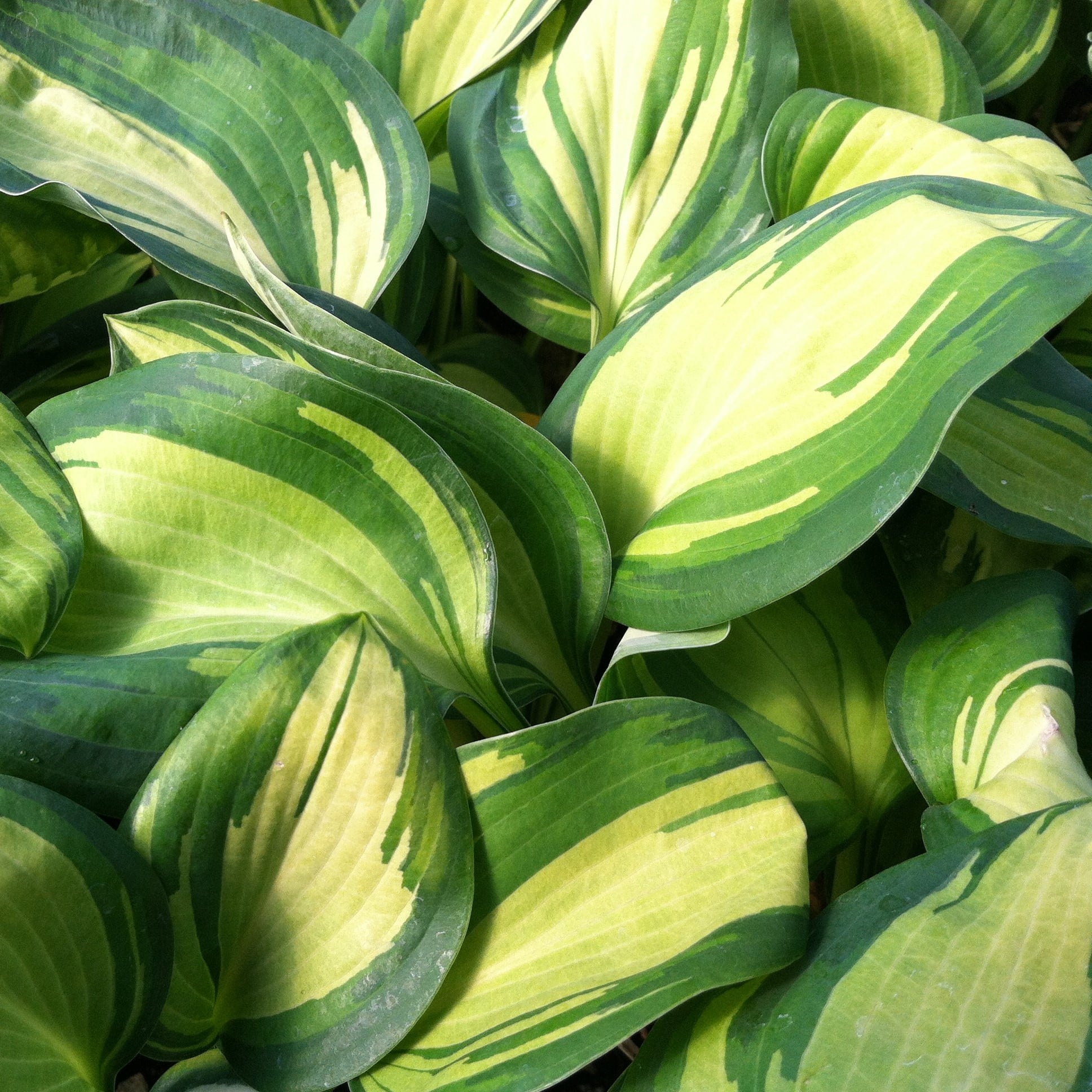Hosta 'Great Expectations' - Plantain Lily (3.5" Pot)