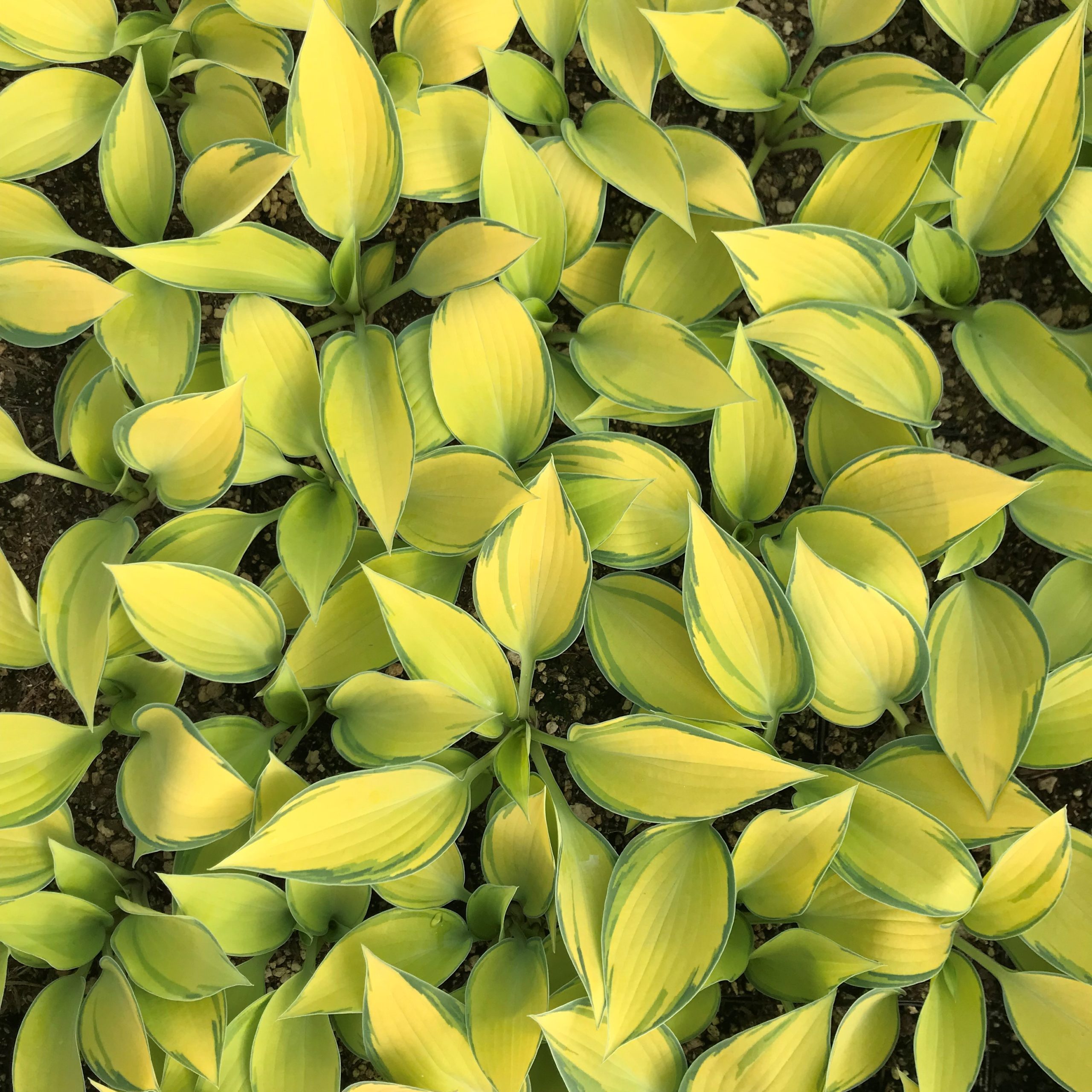 Hosta 'June' - Plantain Lily (3.5" Pot) - Image 6
