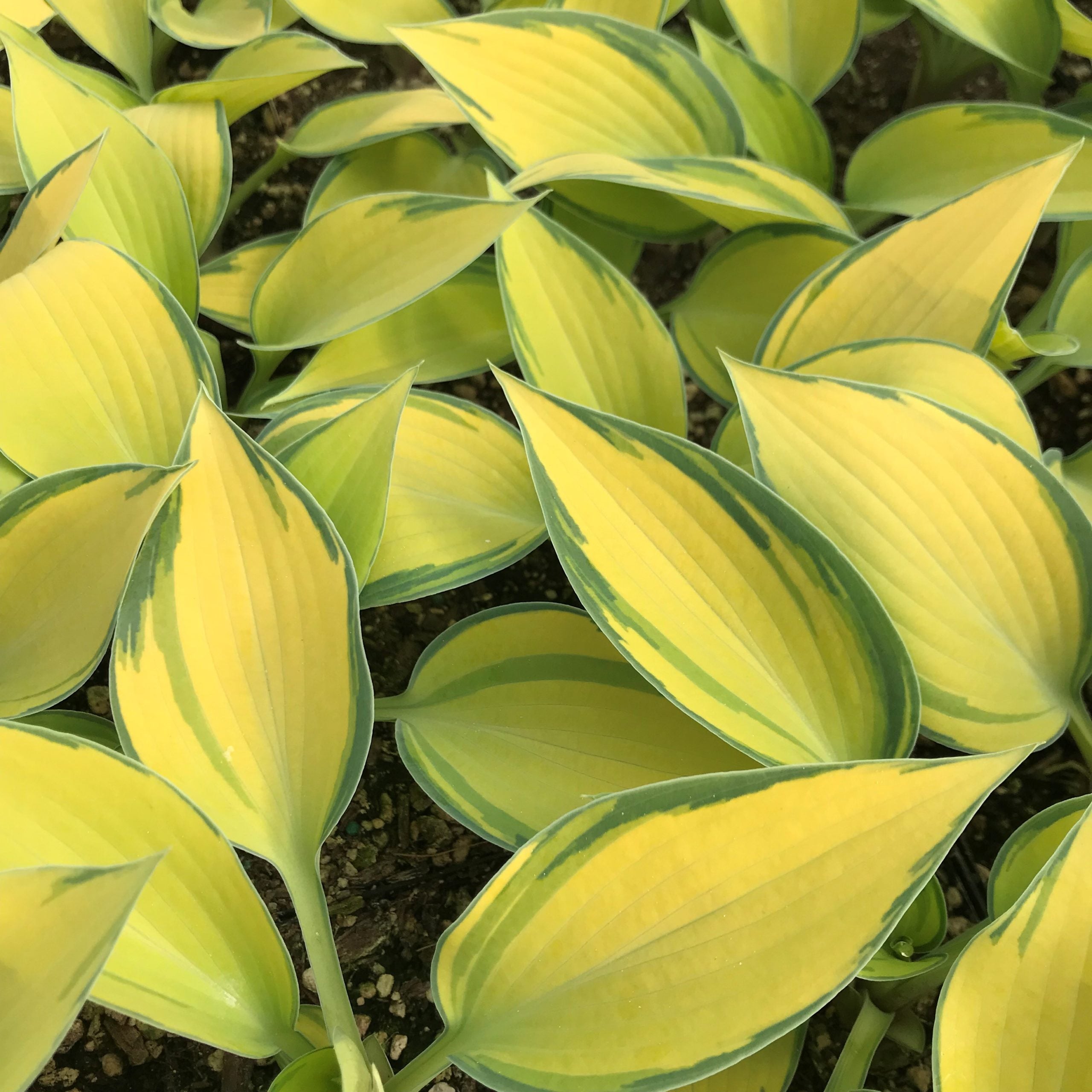 Hosta 'June' - Plantain Lily (3.5" Pot) - Image 2