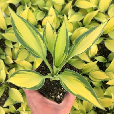 Hosta 'June' - Plantain Lily (3.5" Pot)