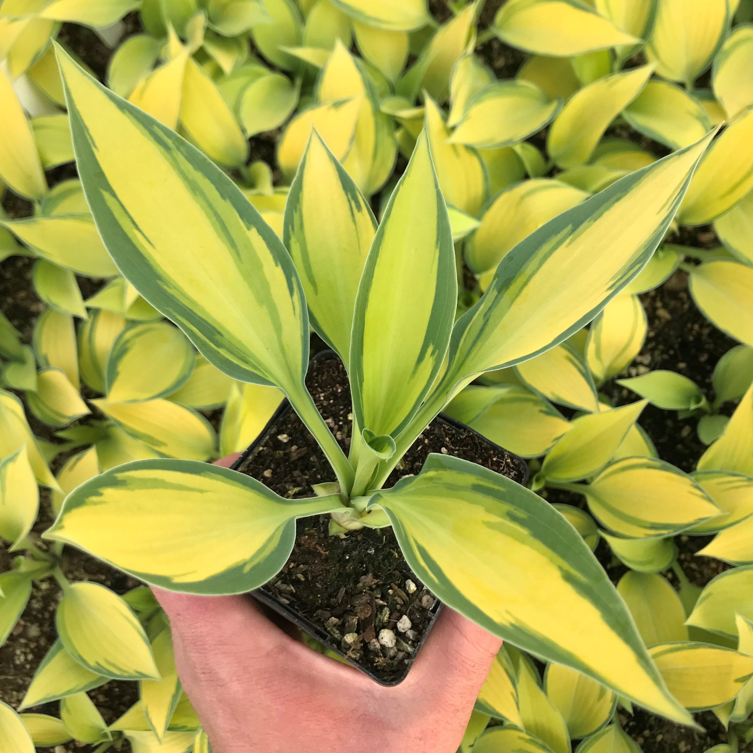 Hosta 'June' - Plantain Lily (3.5" Pot)