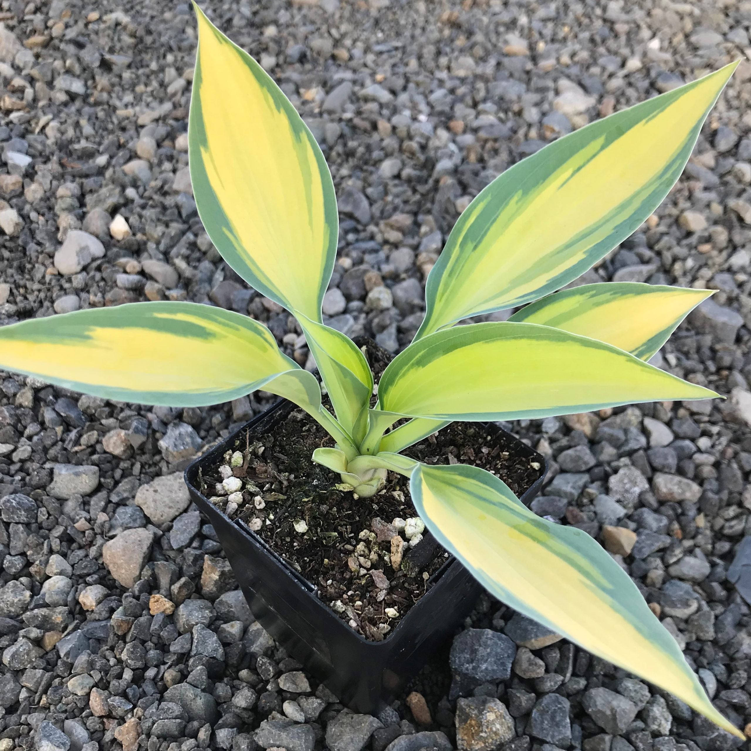 Hosta 'June' - Plantain Lily (3.5" Pot) - Image 3