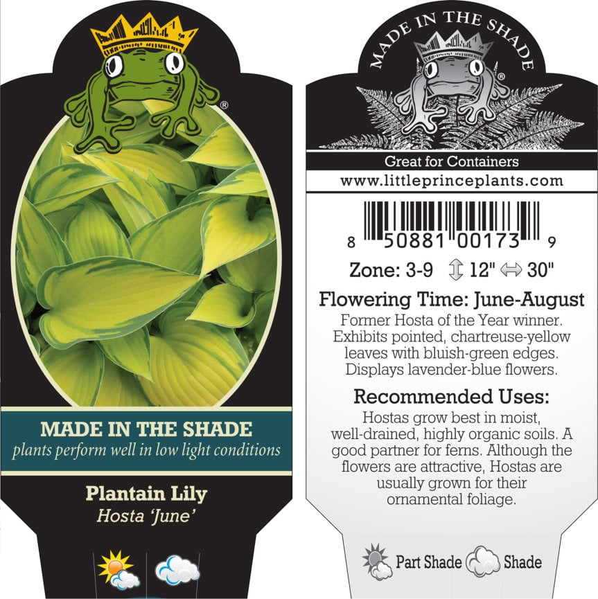 Hosta 'June' - Plantain Lily (3.5" Pot) - Image 7