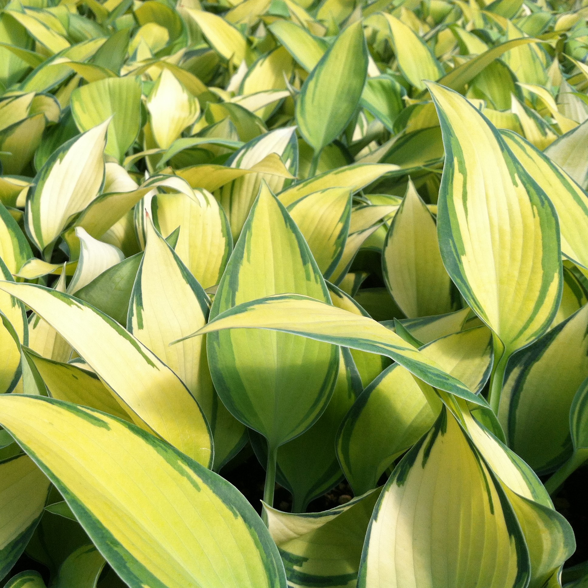 Hosta 'June' - Plantain Lily (3.5" Pot) - Image 4