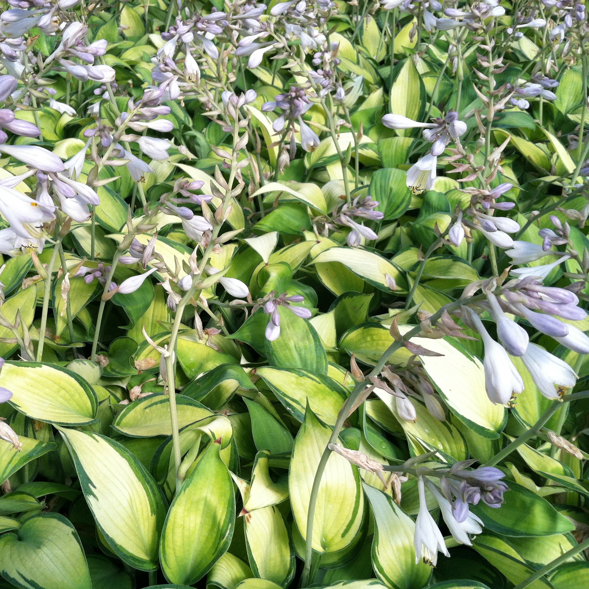 Hosta 'June' - Plantain Lily (3.5" Pot) - Image 5