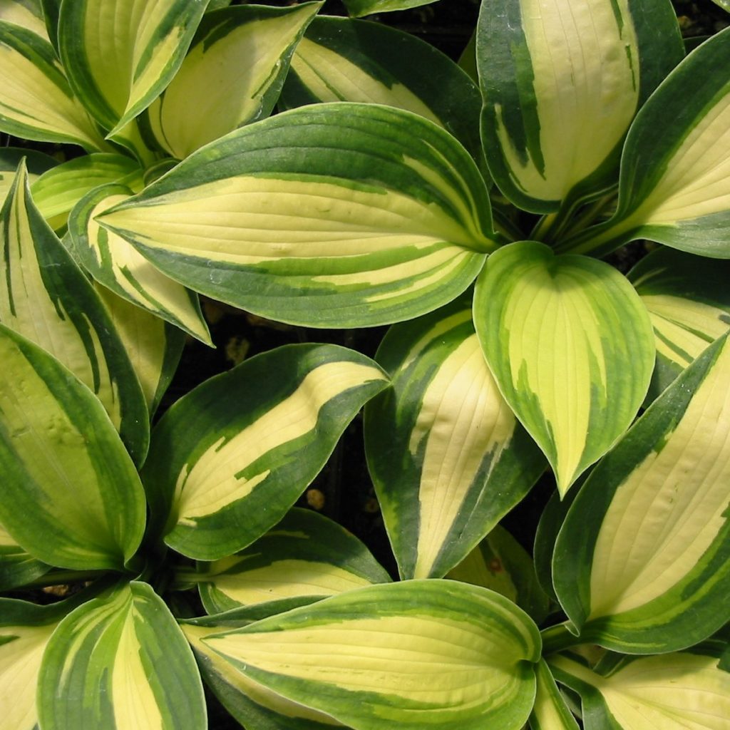 Hosta-Lakeside-Cupcake.2-