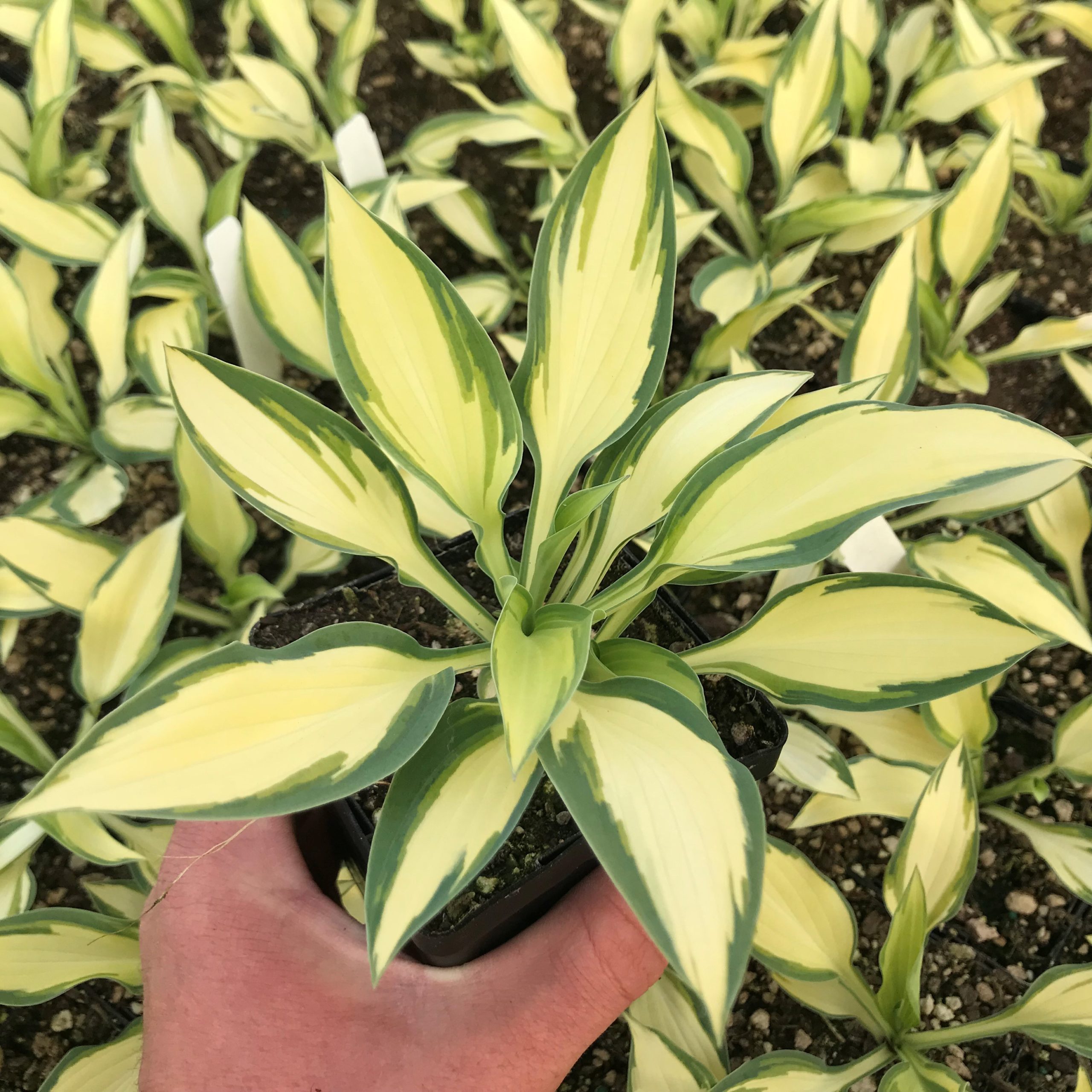 Hosta 'Moonstruck' - Plantain Lily (3.5" Pot) - Image 2