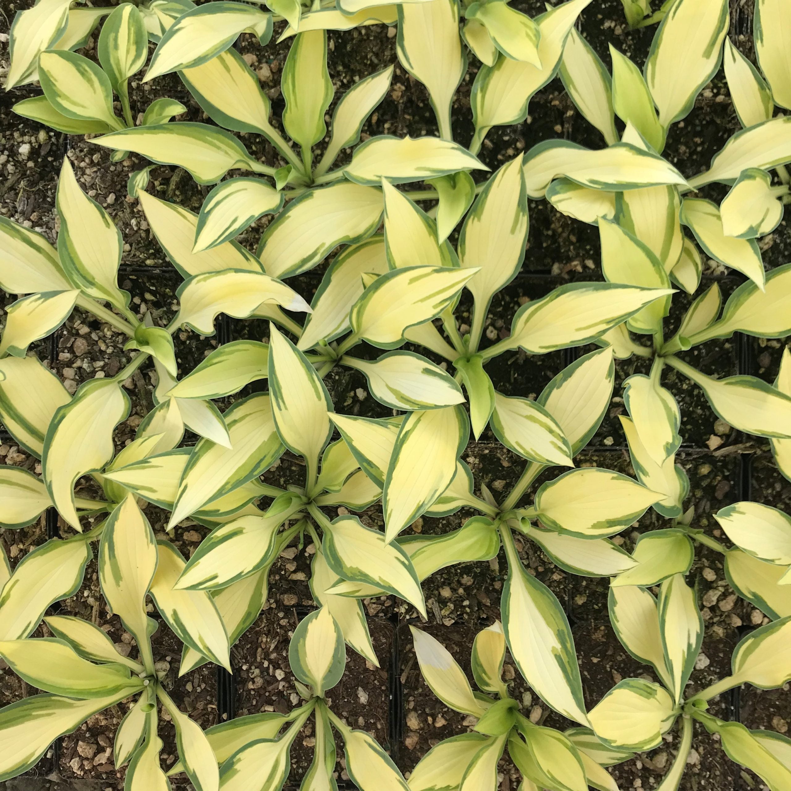 Hosta 'Moonstruck' - Plantain Lily (3.5" Pot) - Image 7