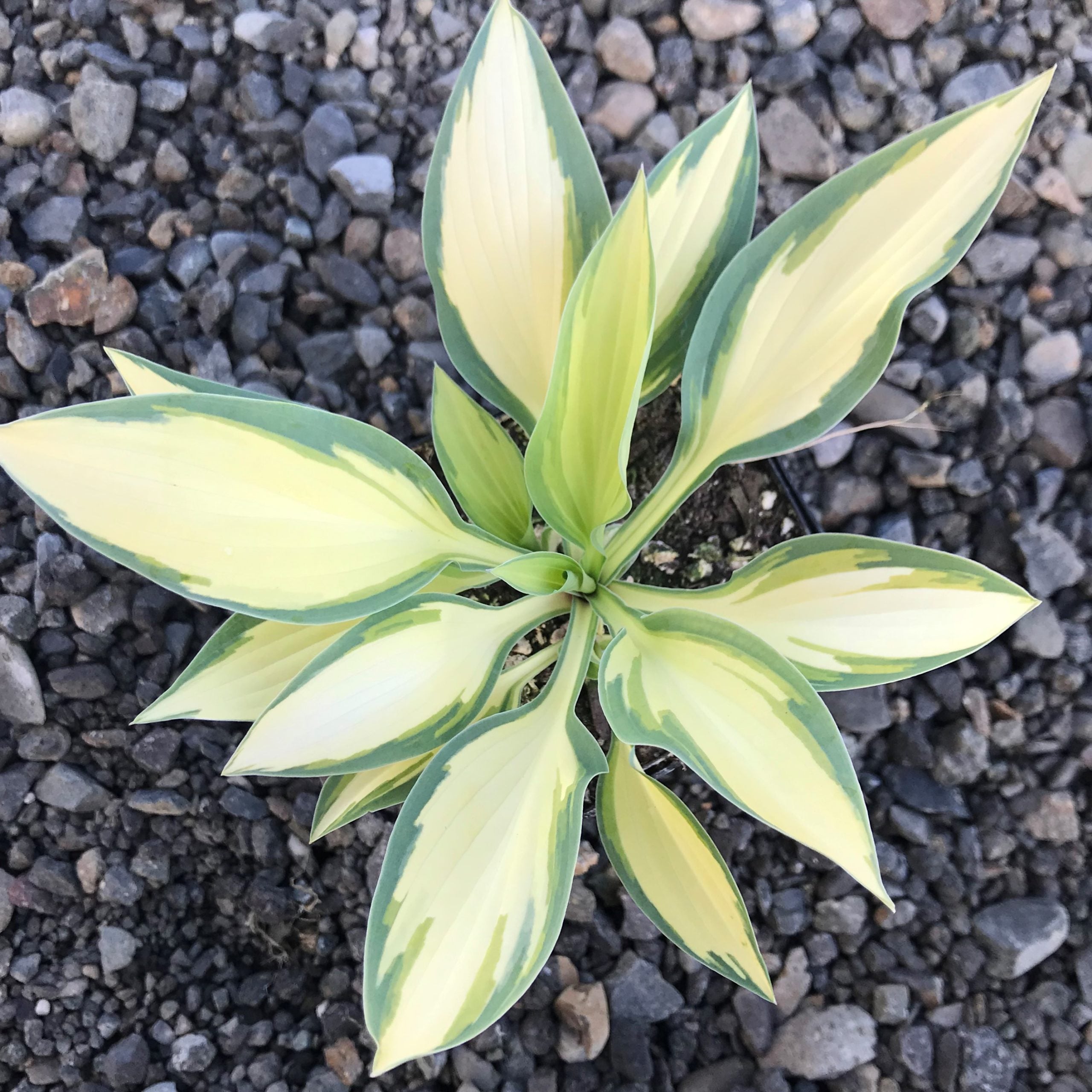 Hosta 'Moonstruck' - Plantain Lily (3.5" Pot) - Image 4