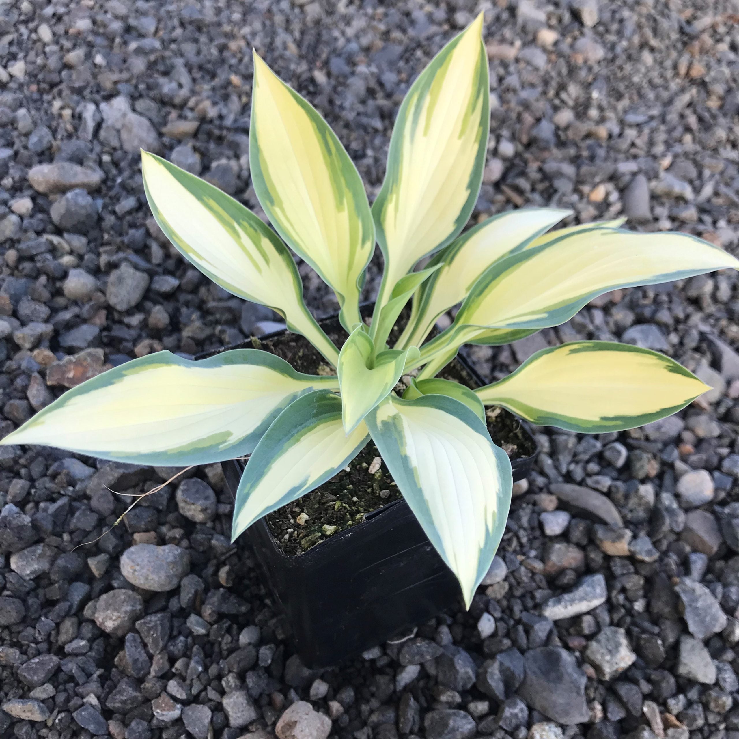 Hosta 'Moonstruck' - Plantain Lily (3.5" Pot) - Image 3
