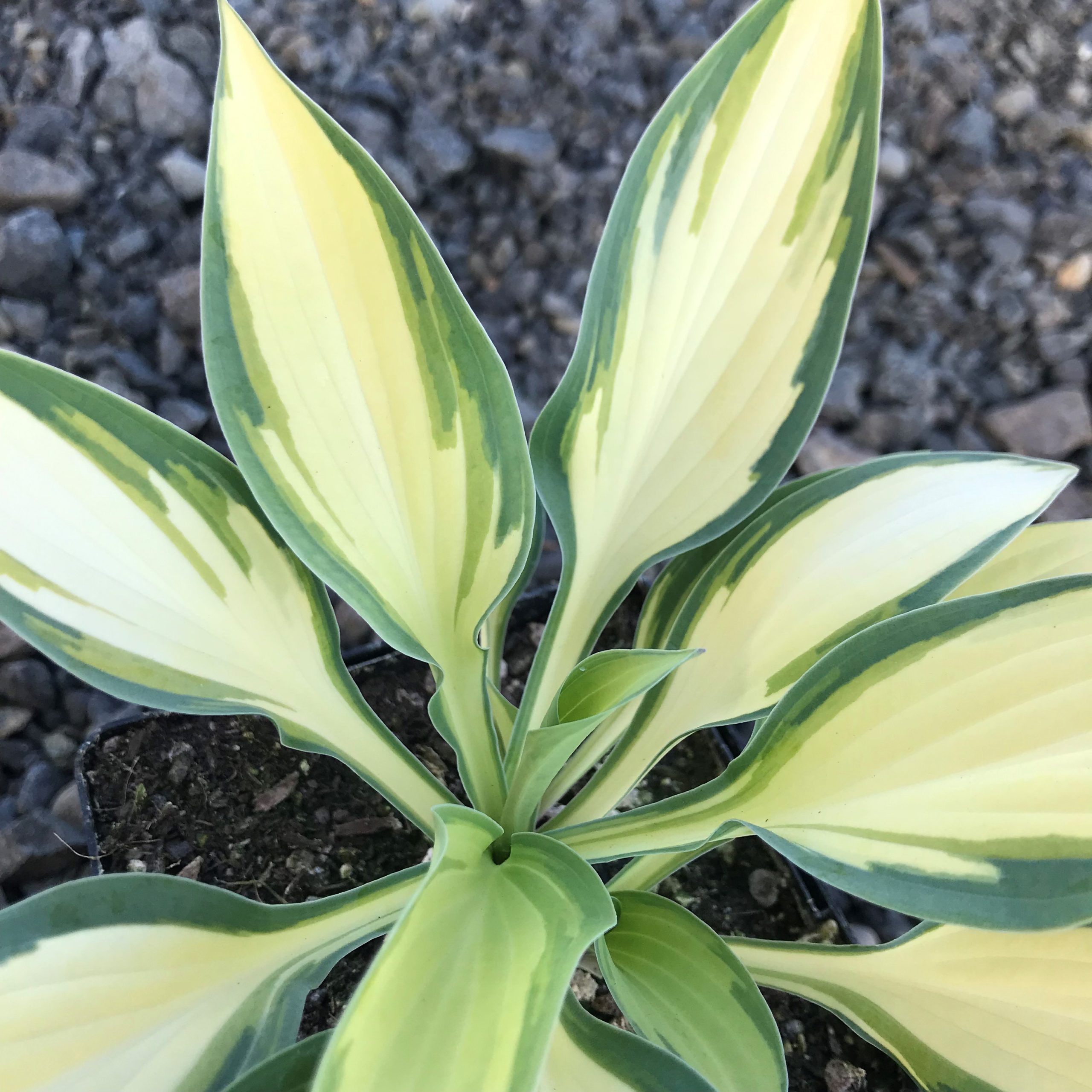 Hosta 'Moonstruck' - Plantain Lily (3.5" Pot) - Image 5