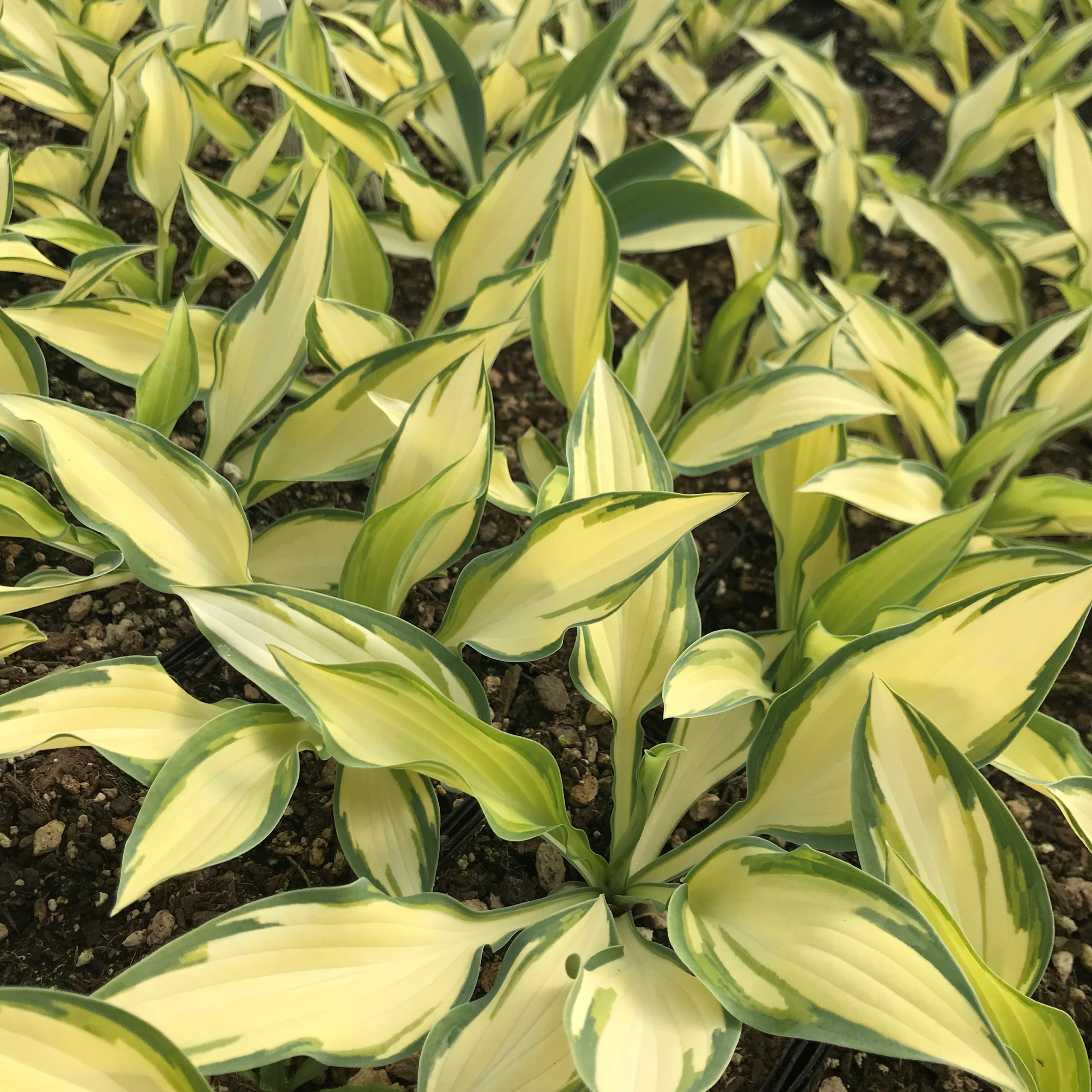Hosta 'Moonstruck' - Plantain Lily (3.5" Pot) - Image 6