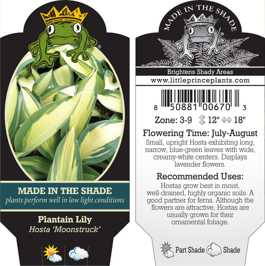Hosta 'Moonstruck' - Plantain Lily (3.5" Pot) - Image 8