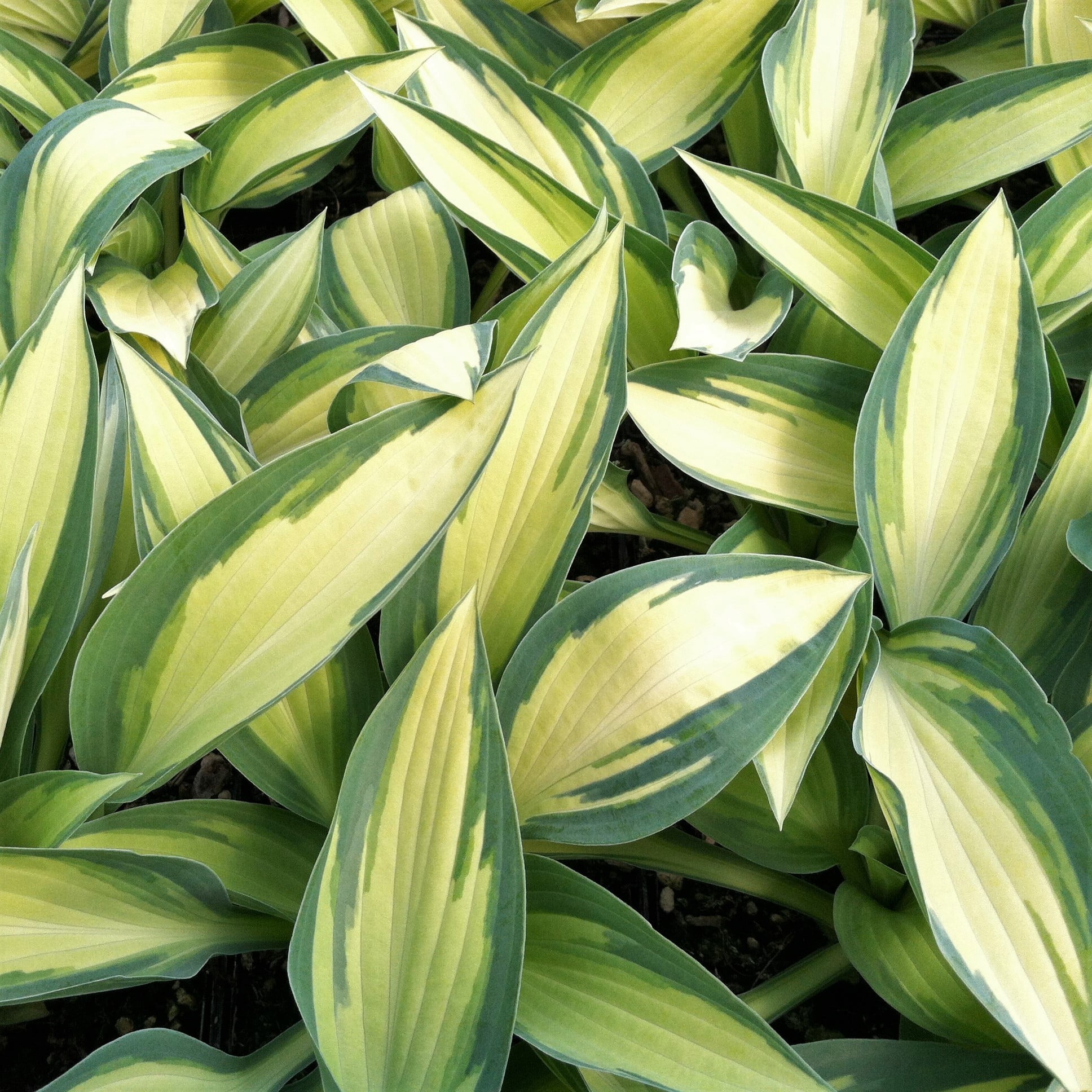 Hosta 'Moonstruck' - Plantain Lily (3.5" Pot)