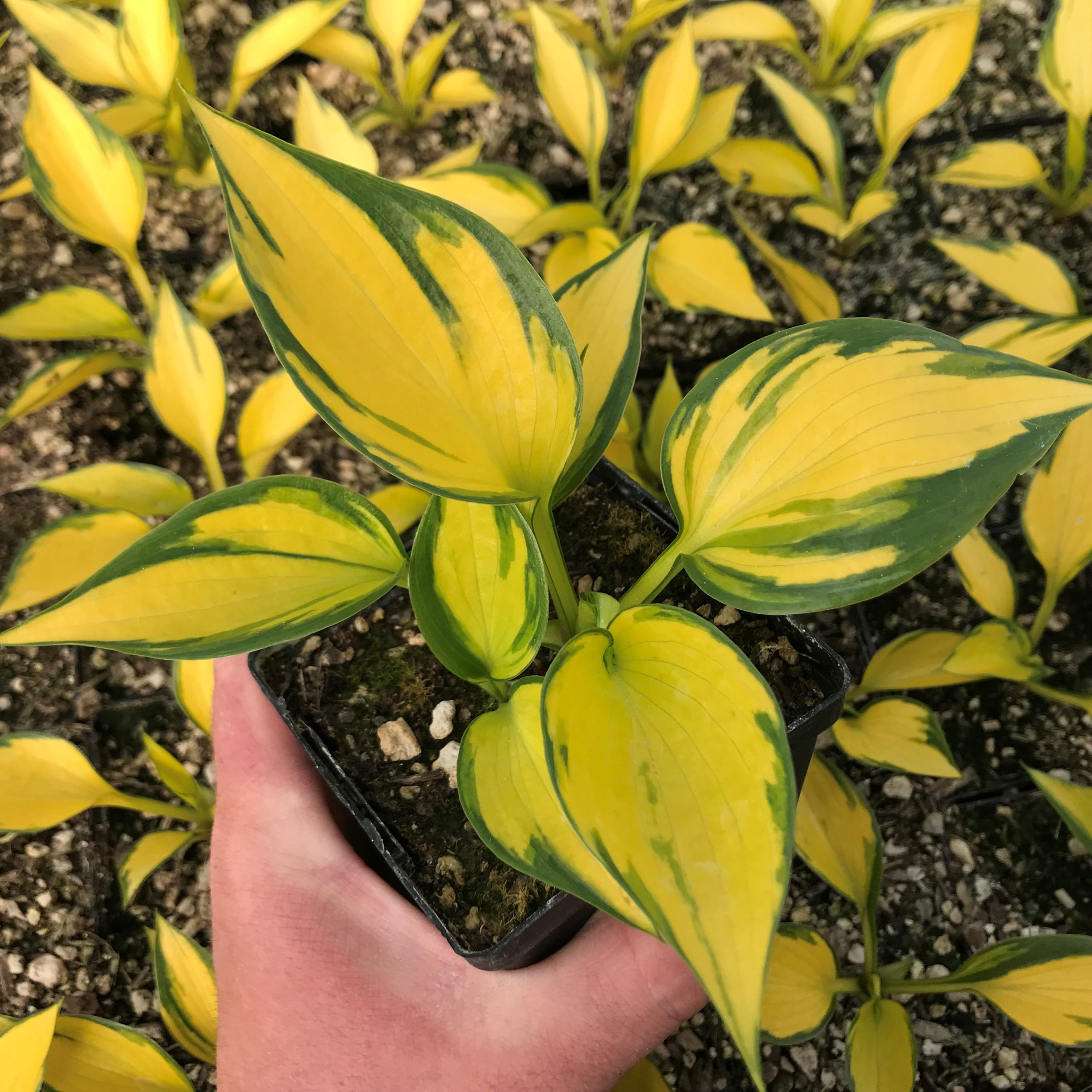 Hosta 'Orange Star' - Plantain Lily (3.5" Pot) - Image 4