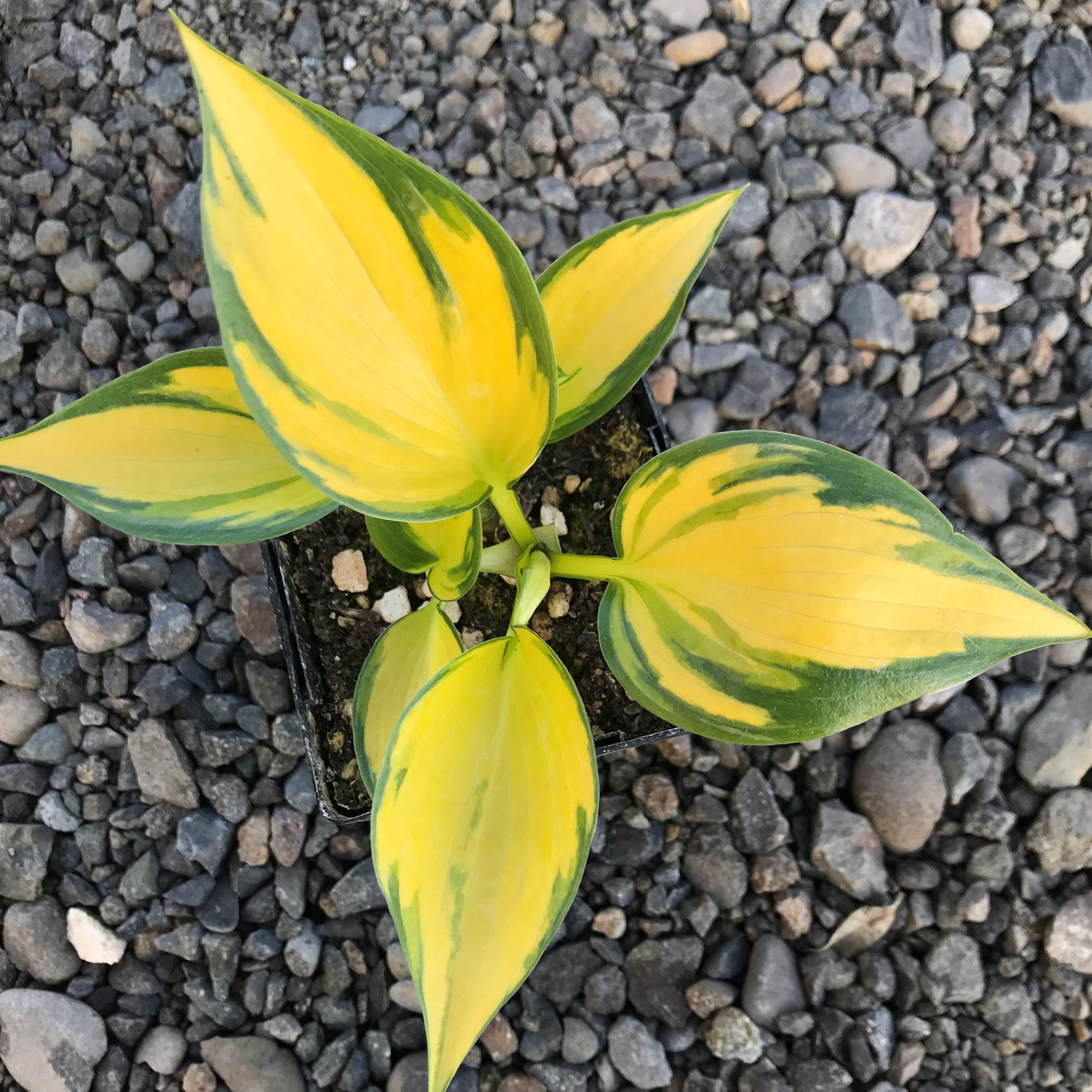 Hosta 'Orange Star' - Plantain Lily (3.5" Pot) - Image 6