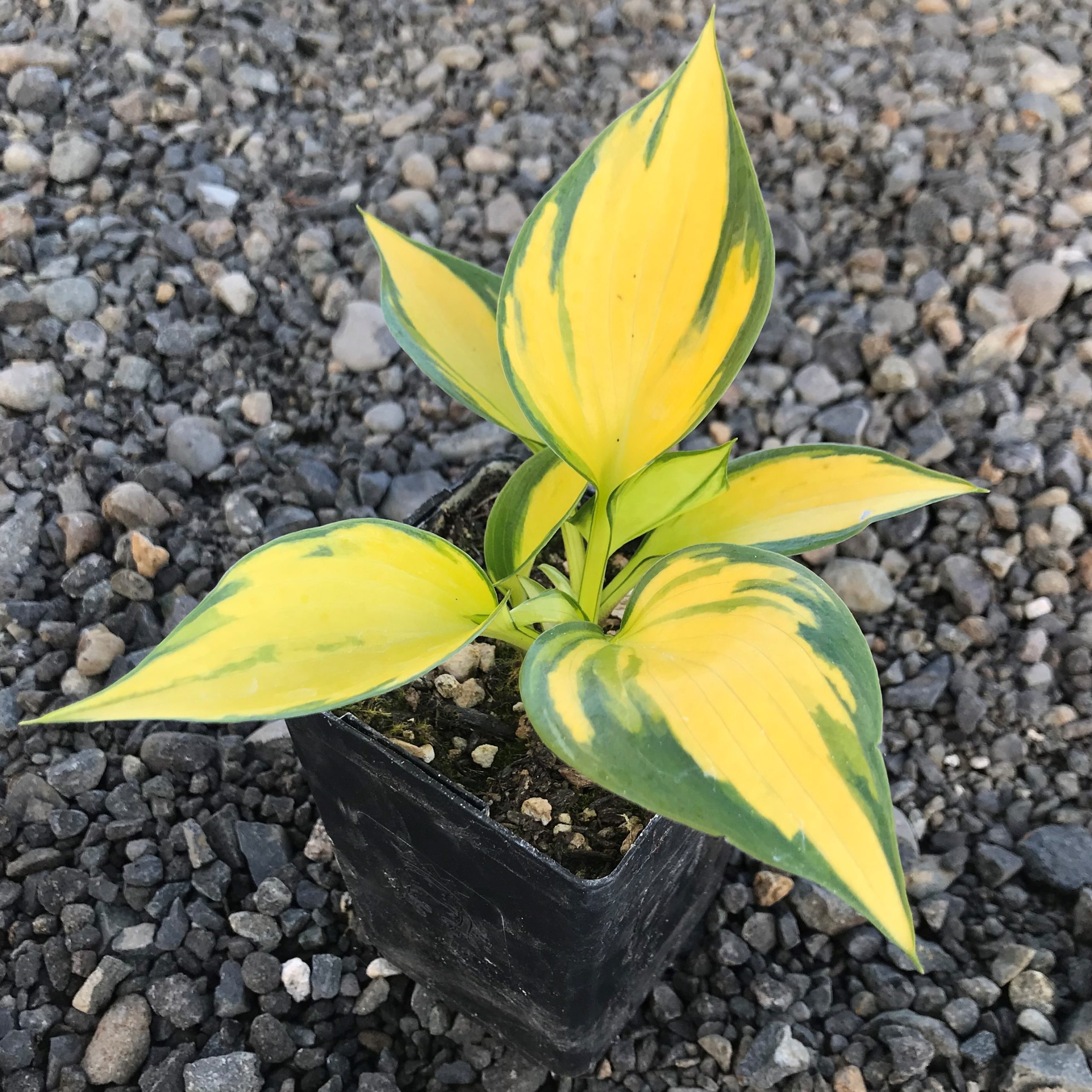 Hosta 'Orange Star' - Plantain Lily (3.5" Pot) - Image 5