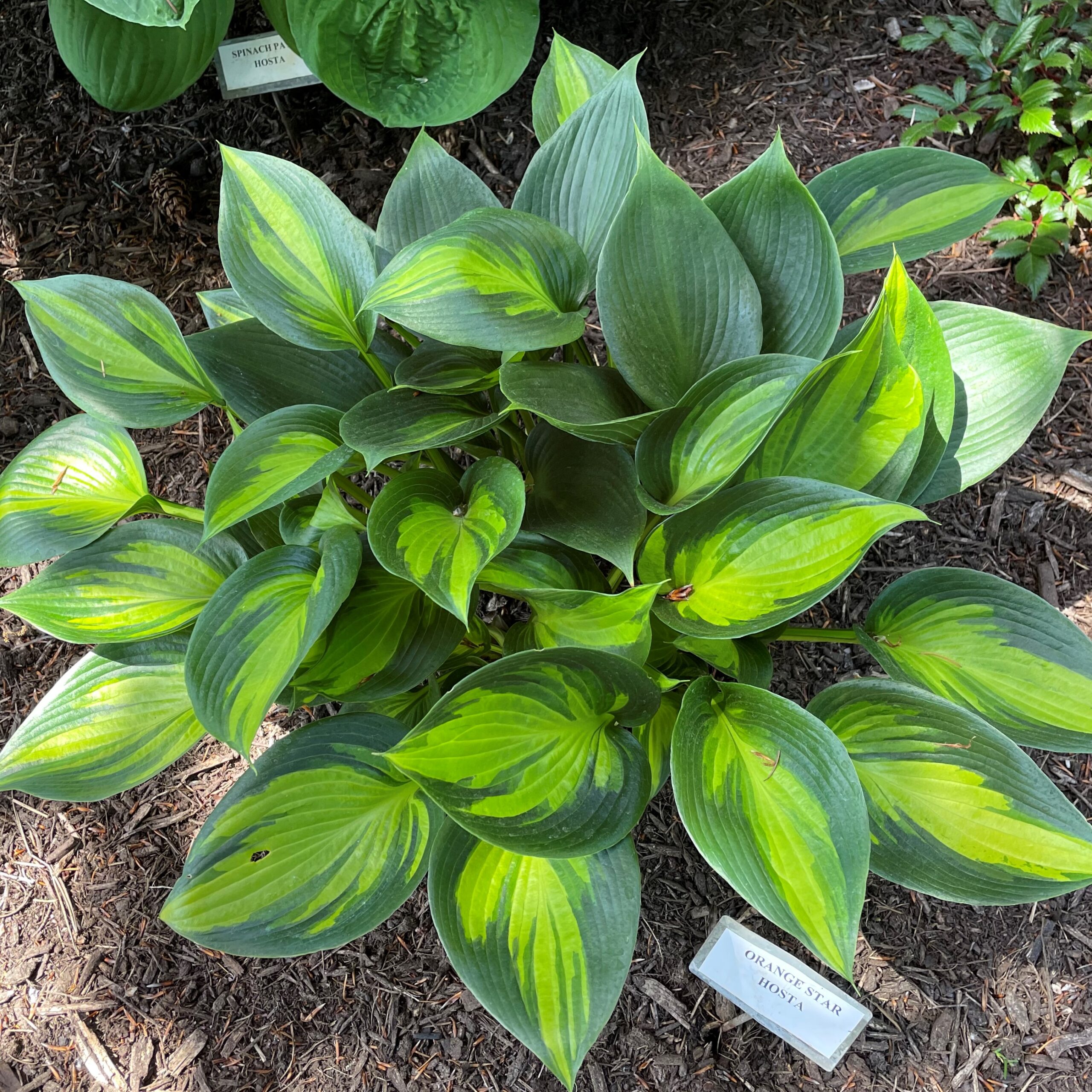 Hosta 'Orange Star' - Plantain Lily (3.5" Pot) - Image 3