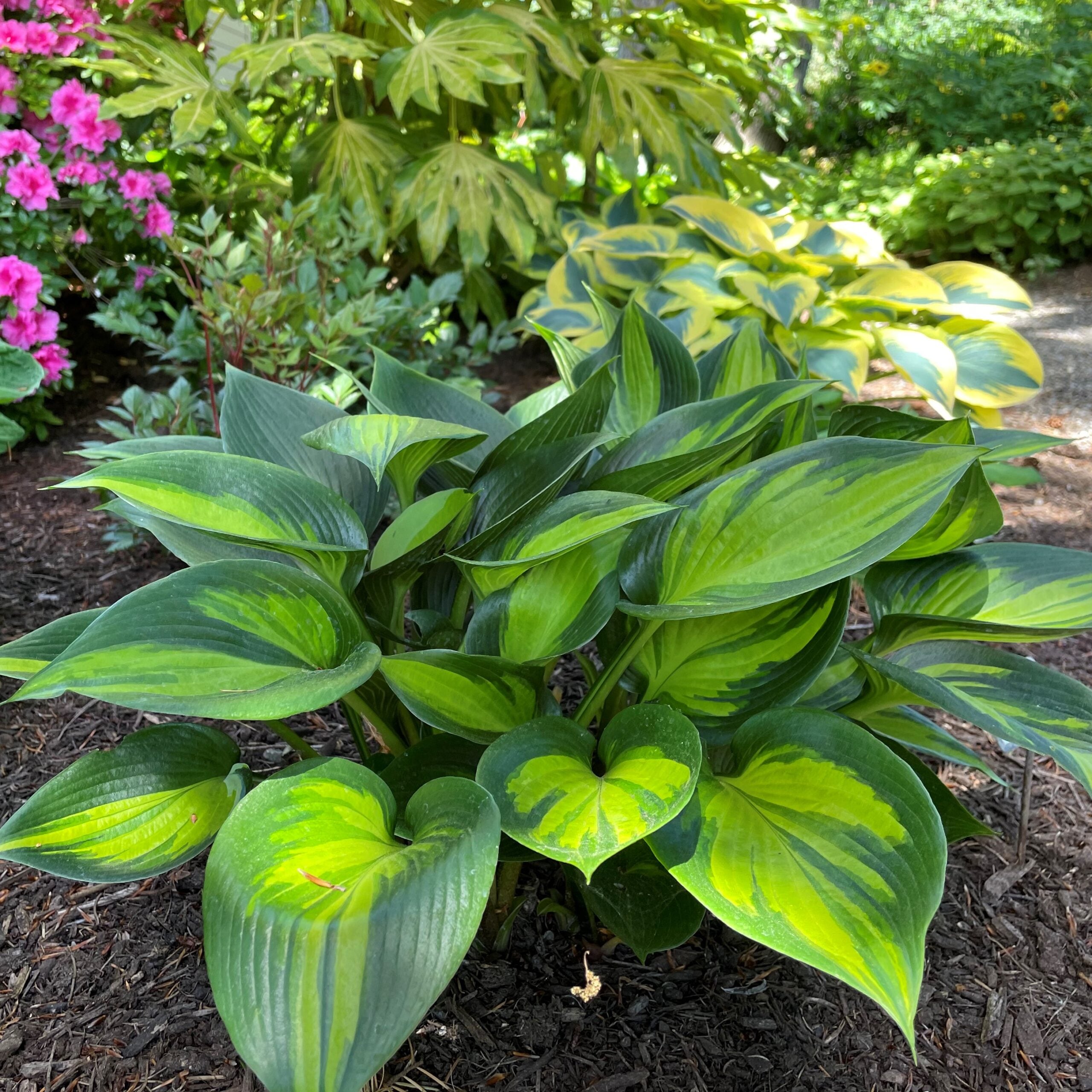 Hosta 'Orange Star' - Plantain Lily (3.5" Pot) - Image 2