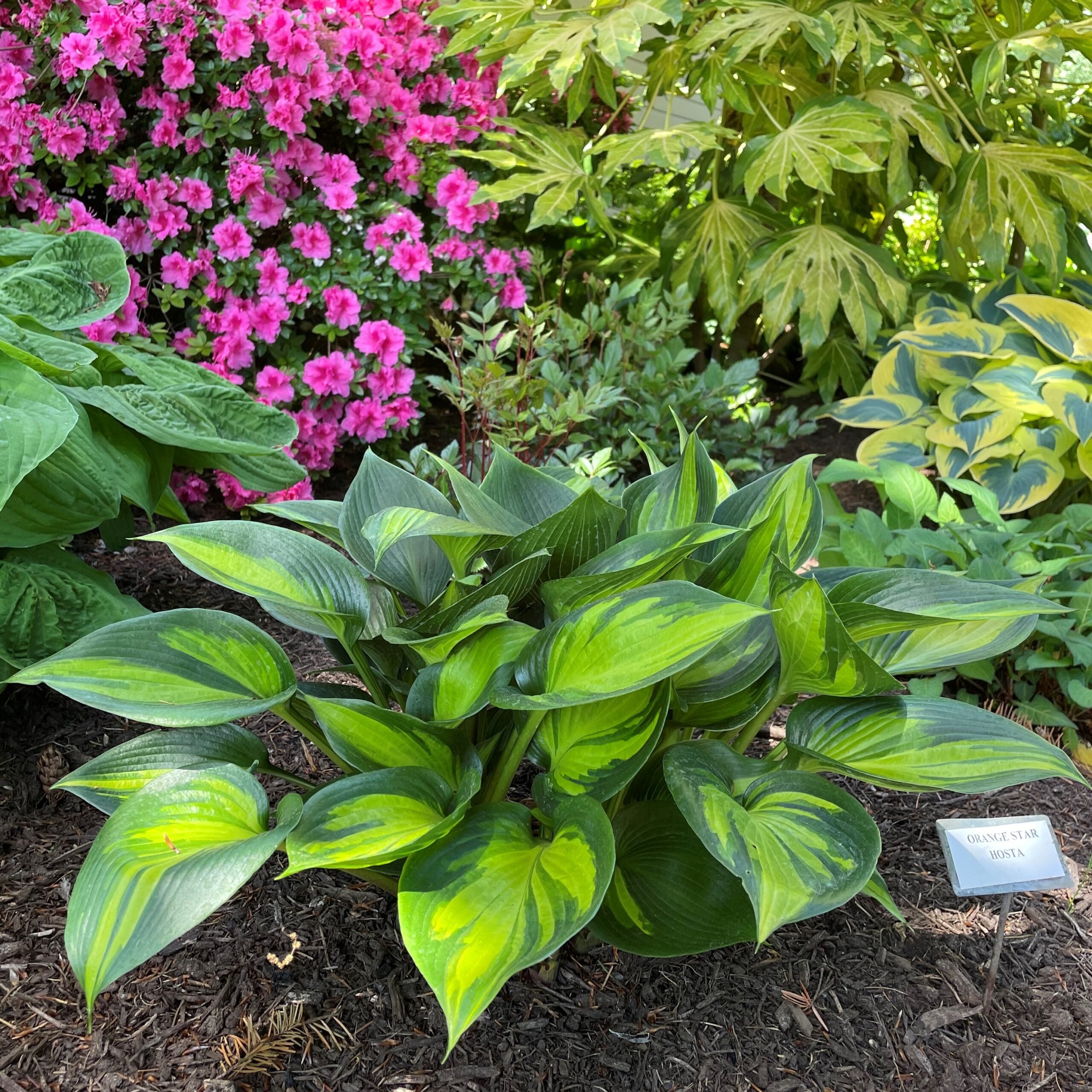 Hosta 'Orange Star' - Plantain Lily (3.5" Pot)