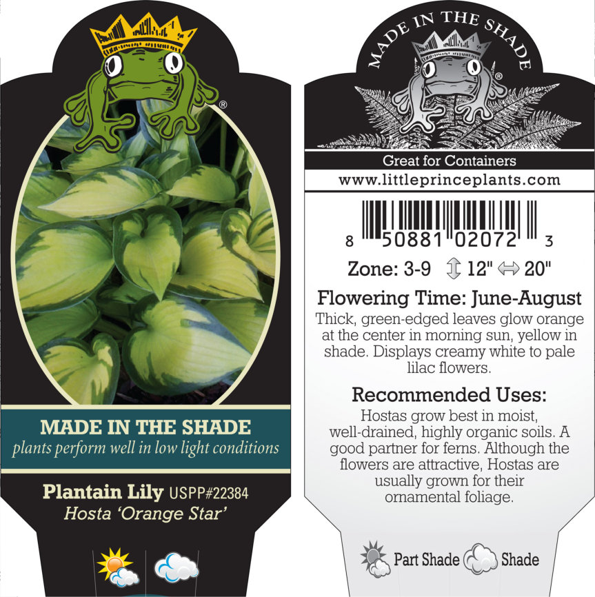 Hosta 'Orange Star' - Plantain Lily (3.5" Pot) - Image 8