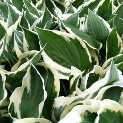 Hosta 'Patriot' - Plantain Lily (3.5" Pot)