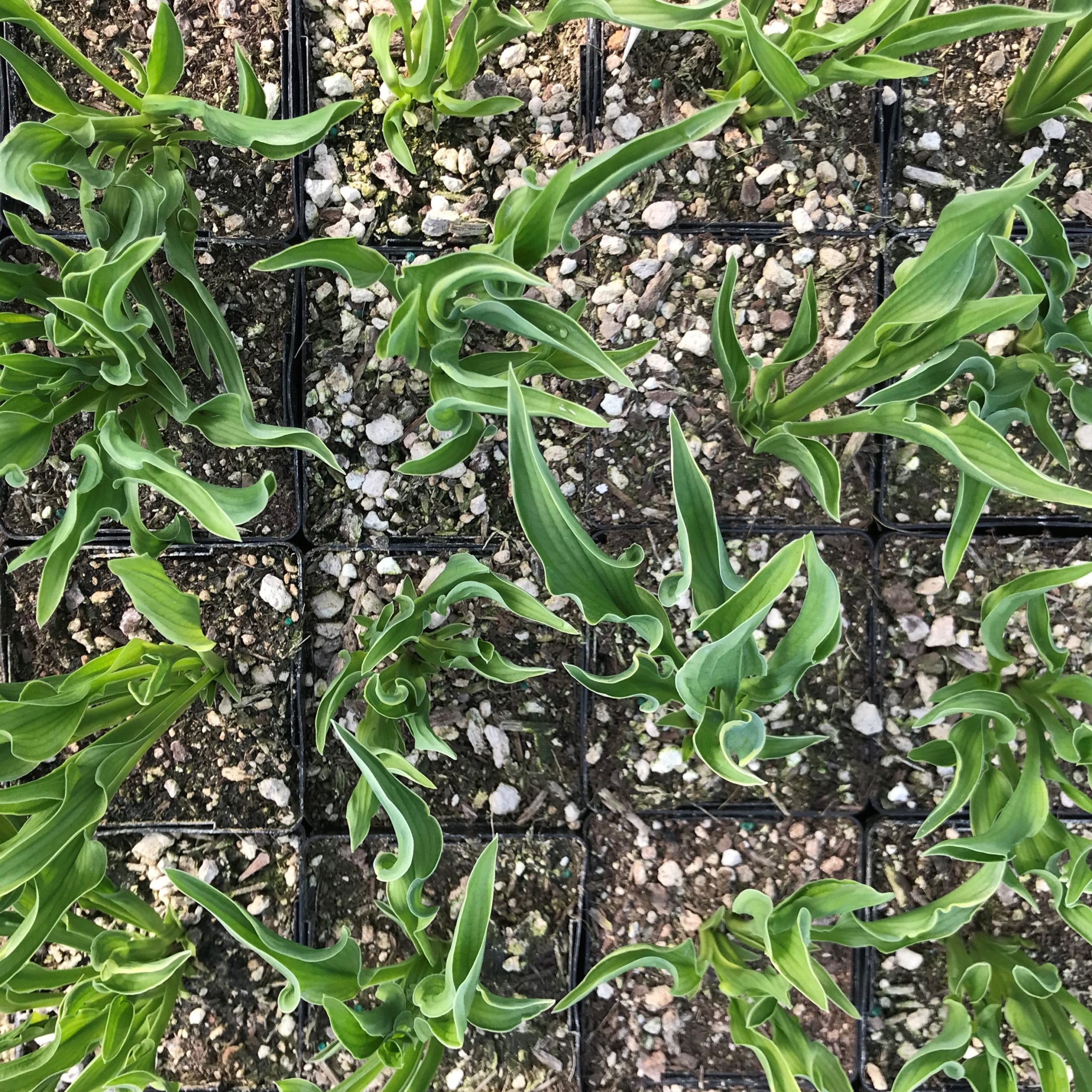 Hosta 'Praying Hands' - Plantain Lily (3.5" Pot) - Image 4