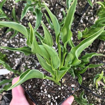 Hosta 'Praying Hands' - Plantain Lily (3.5" Pot)