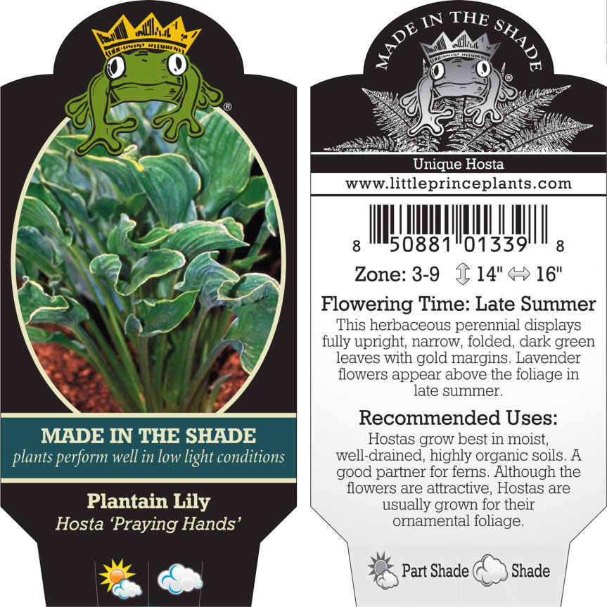 Hosta 'Praying Hands' - Plantain Lily (3.5" Pot) - Image 5