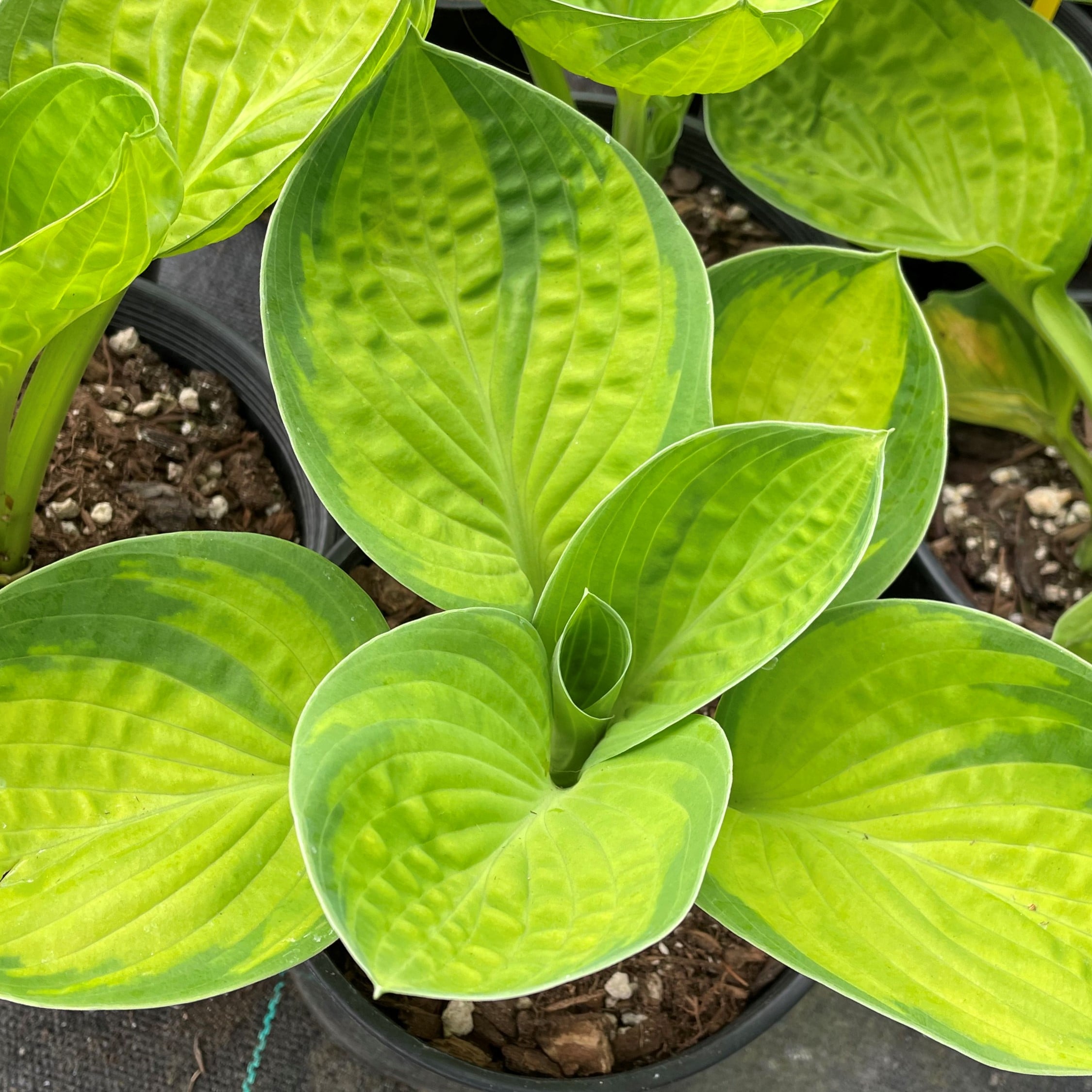 Hosta 'Rainforest Sunrise' - Plantain Lily (3.5" Pot) - Image 3