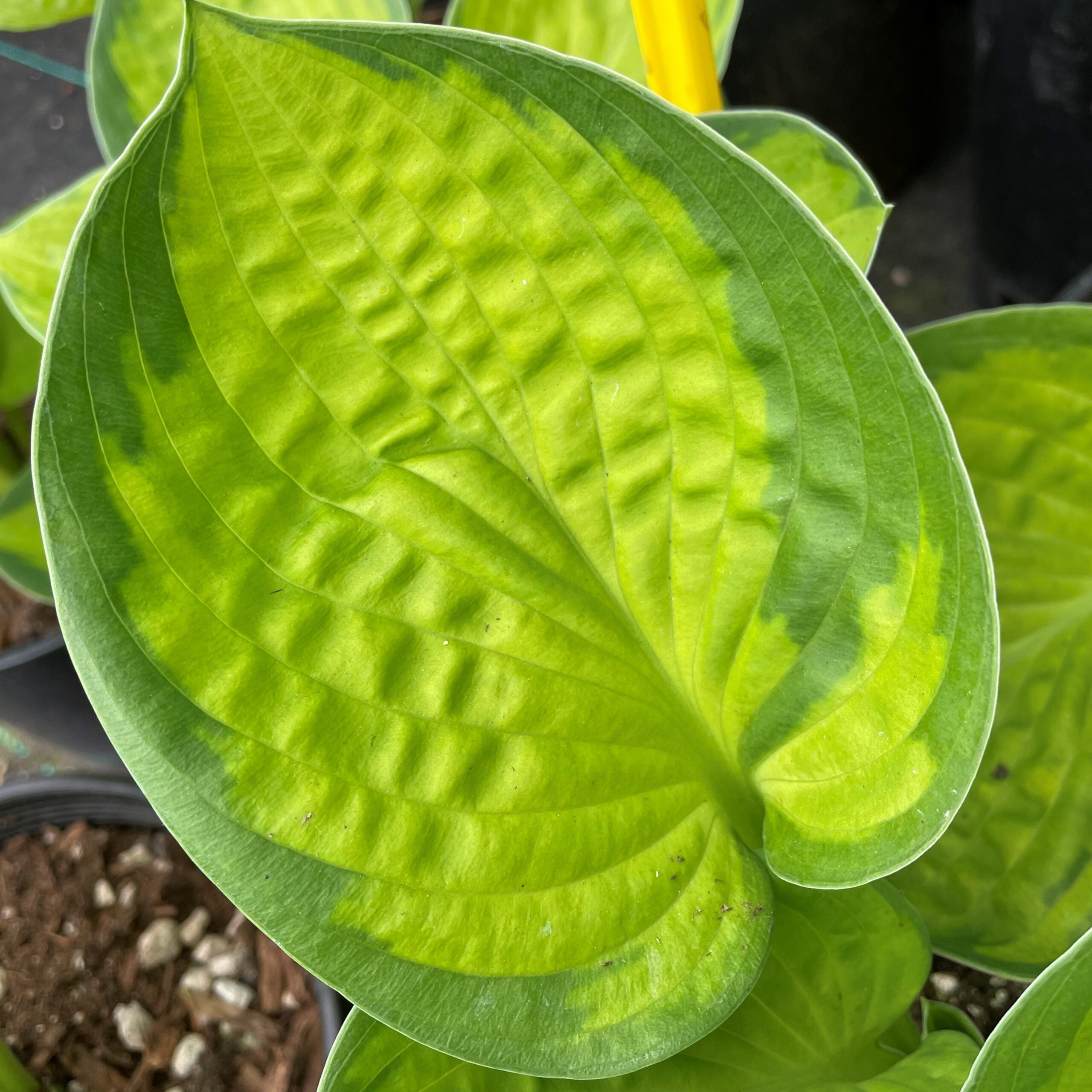 Hosta 'Rainforest Sunrise' - Plantain Lily (3.5" Pot) - Image 2