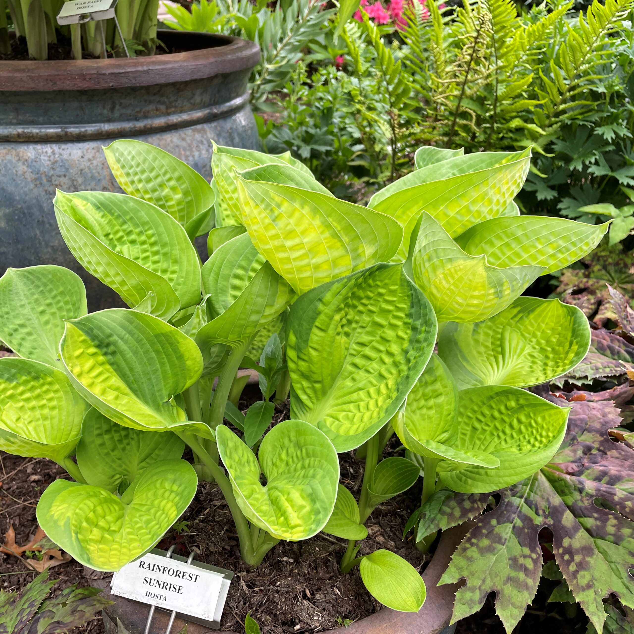 Hosta 'Rainforest Sunrise' - Plantain Lily (3.5" Pot)