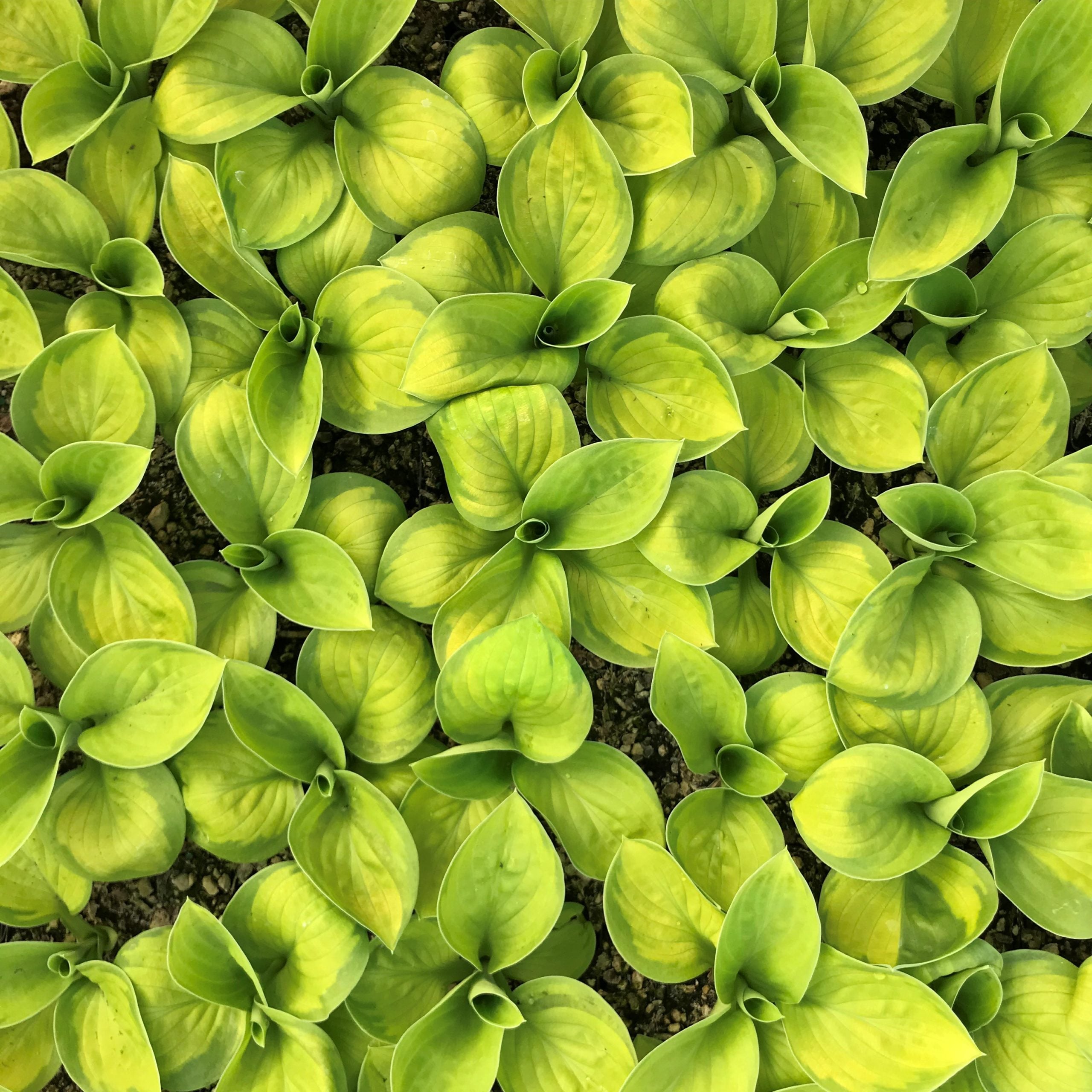 Hosta 'Rainforest Sunrise' - Plantain Lily (3.5" Pot) - Image 8