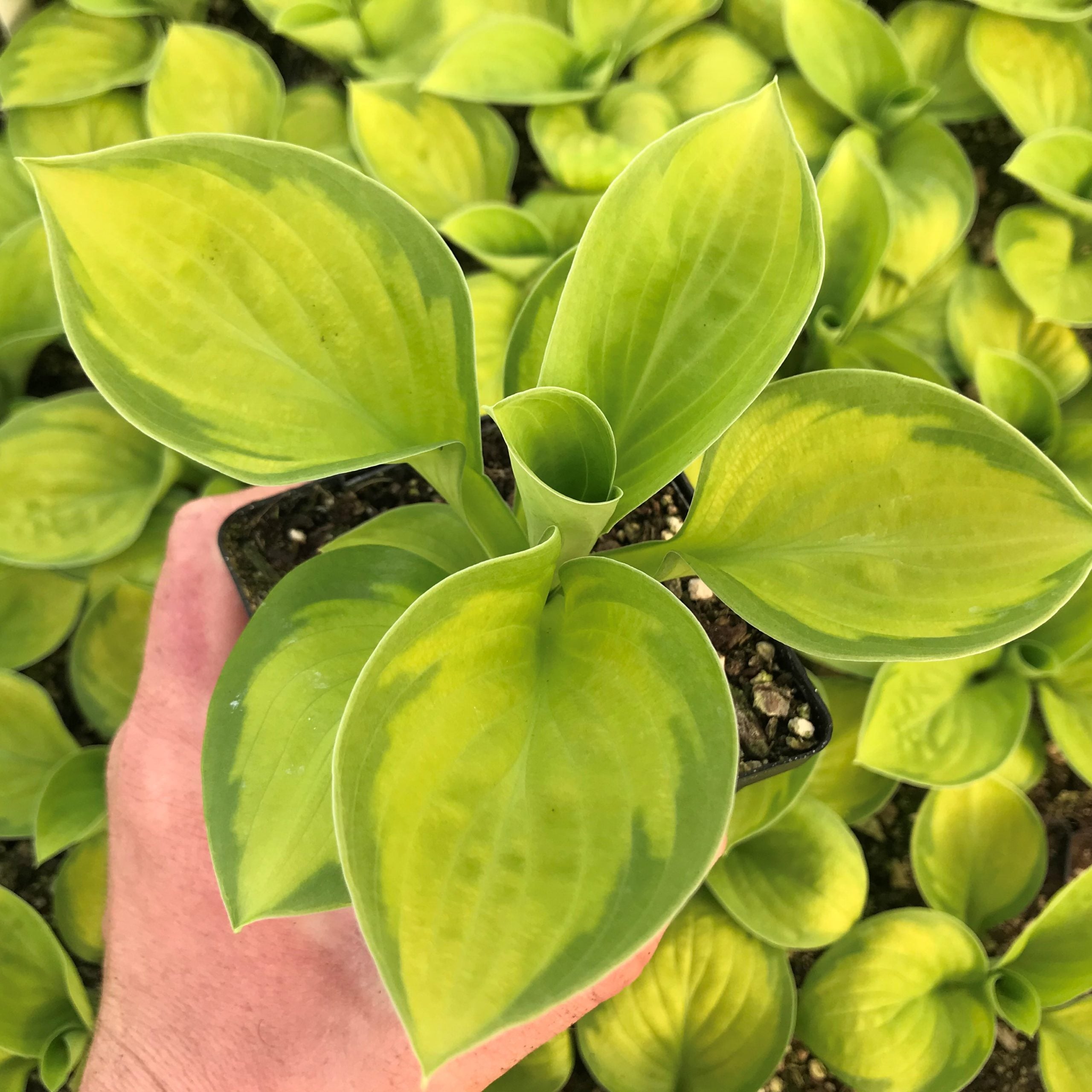 Hosta 'Rainforest Sunrise' - Plantain Lily (3.5" Pot) - Image 5