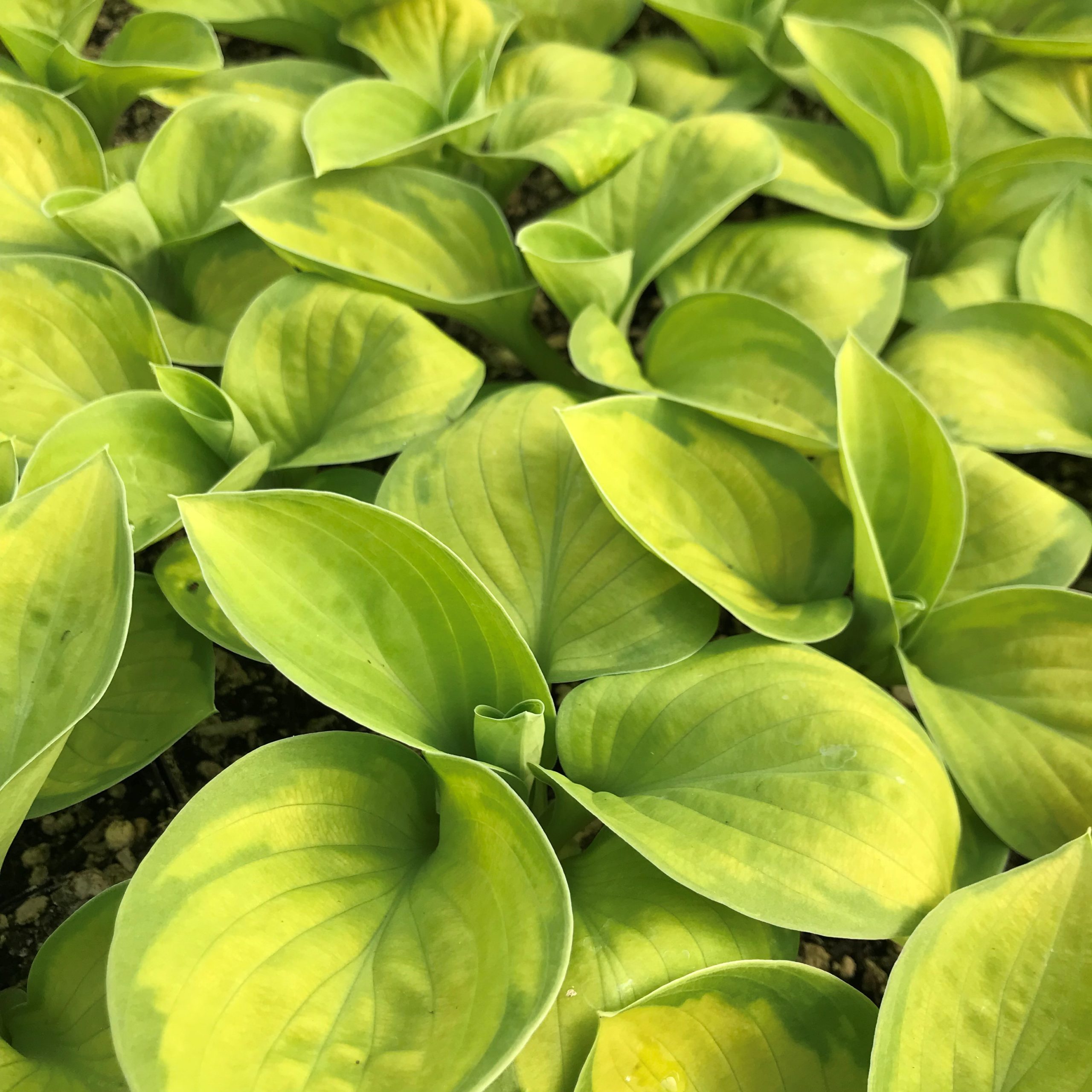 Hosta 'Rainforest Sunrise' - Plantain Lily (3.5" Pot) - Image 4