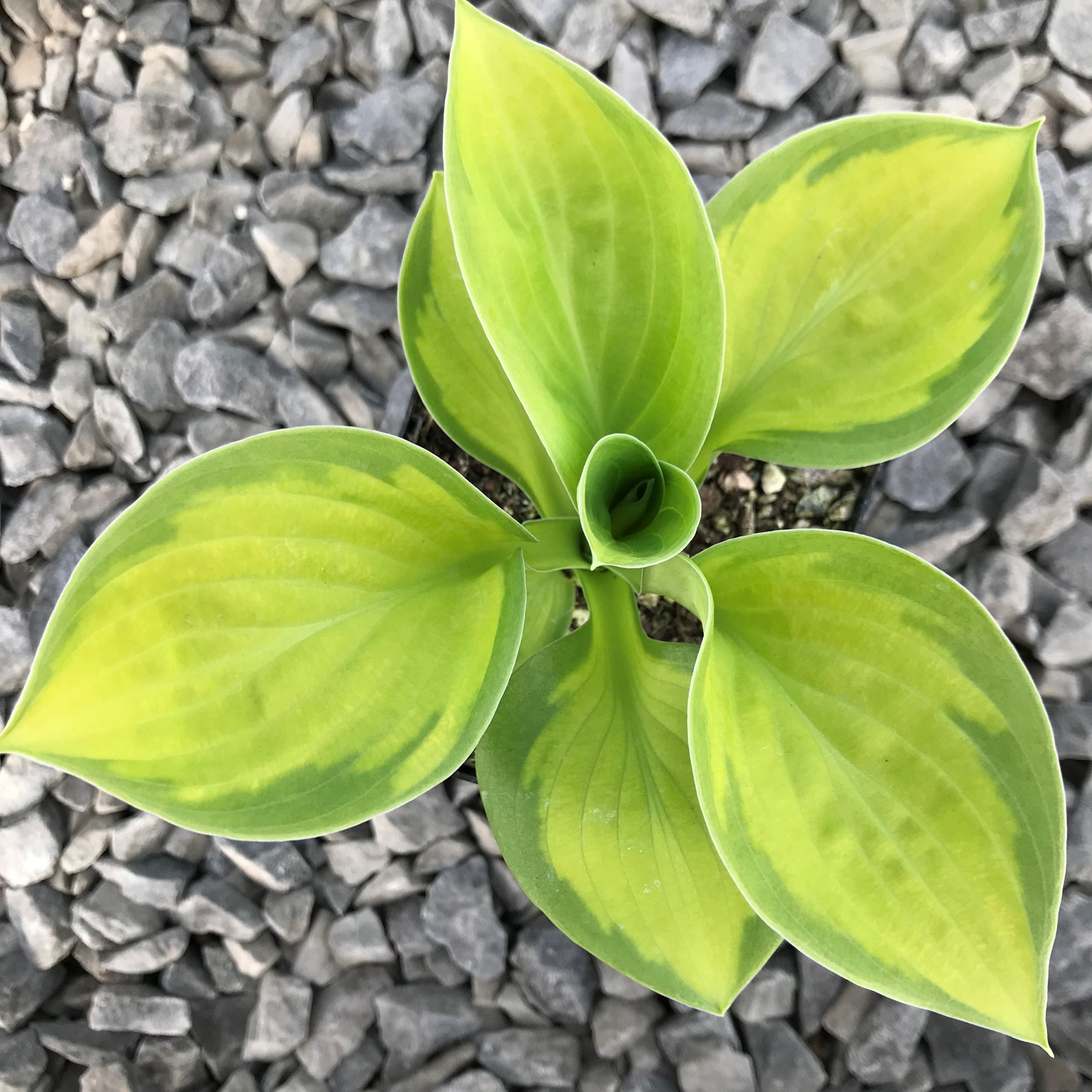Hosta 'Rainforest Sunrise' - Plantain Lily (3.5" Pot) - Image 7