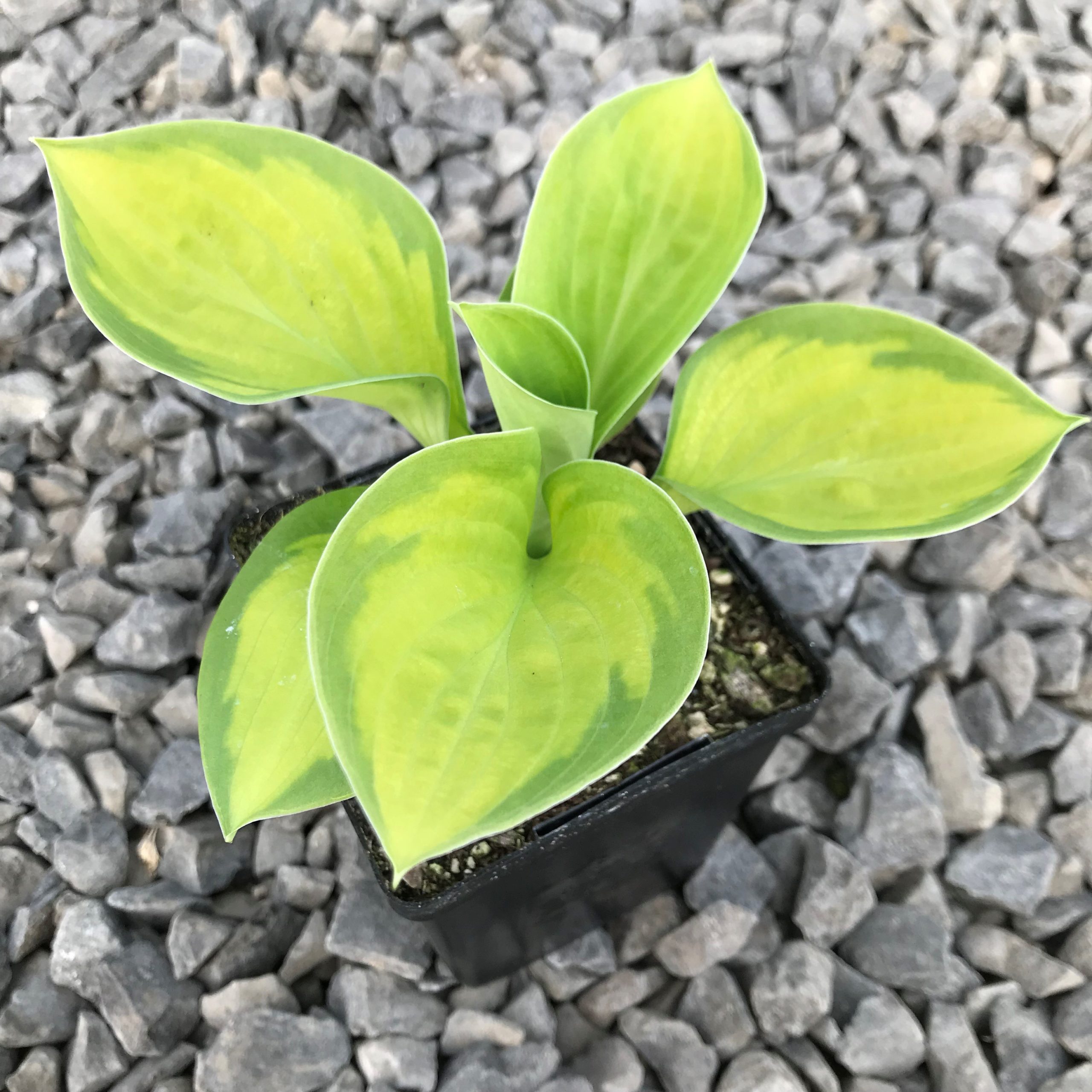 Hosta 'Rainforest Sunrise' - Plantain Lily (3.5" Pot) - Image 6