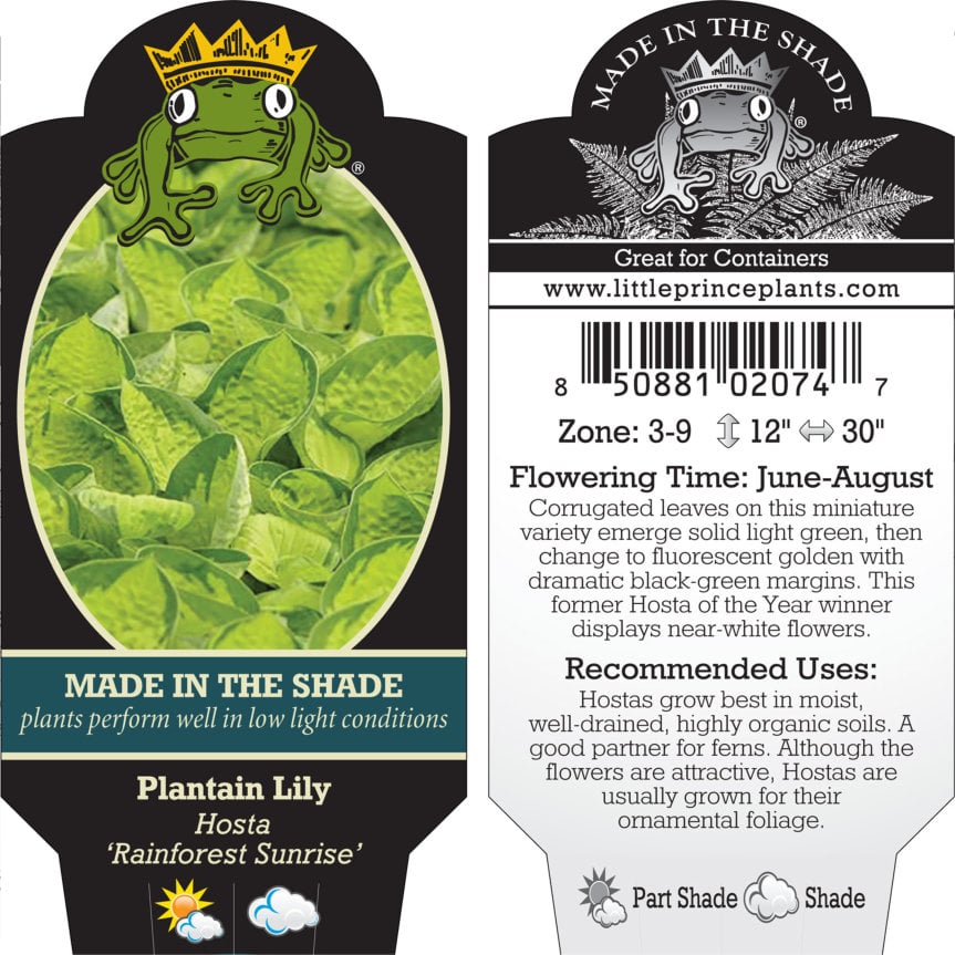 Hosta 'Rainforest Sunrise' - Plantain Lily (3.5" Pot) - Image 9