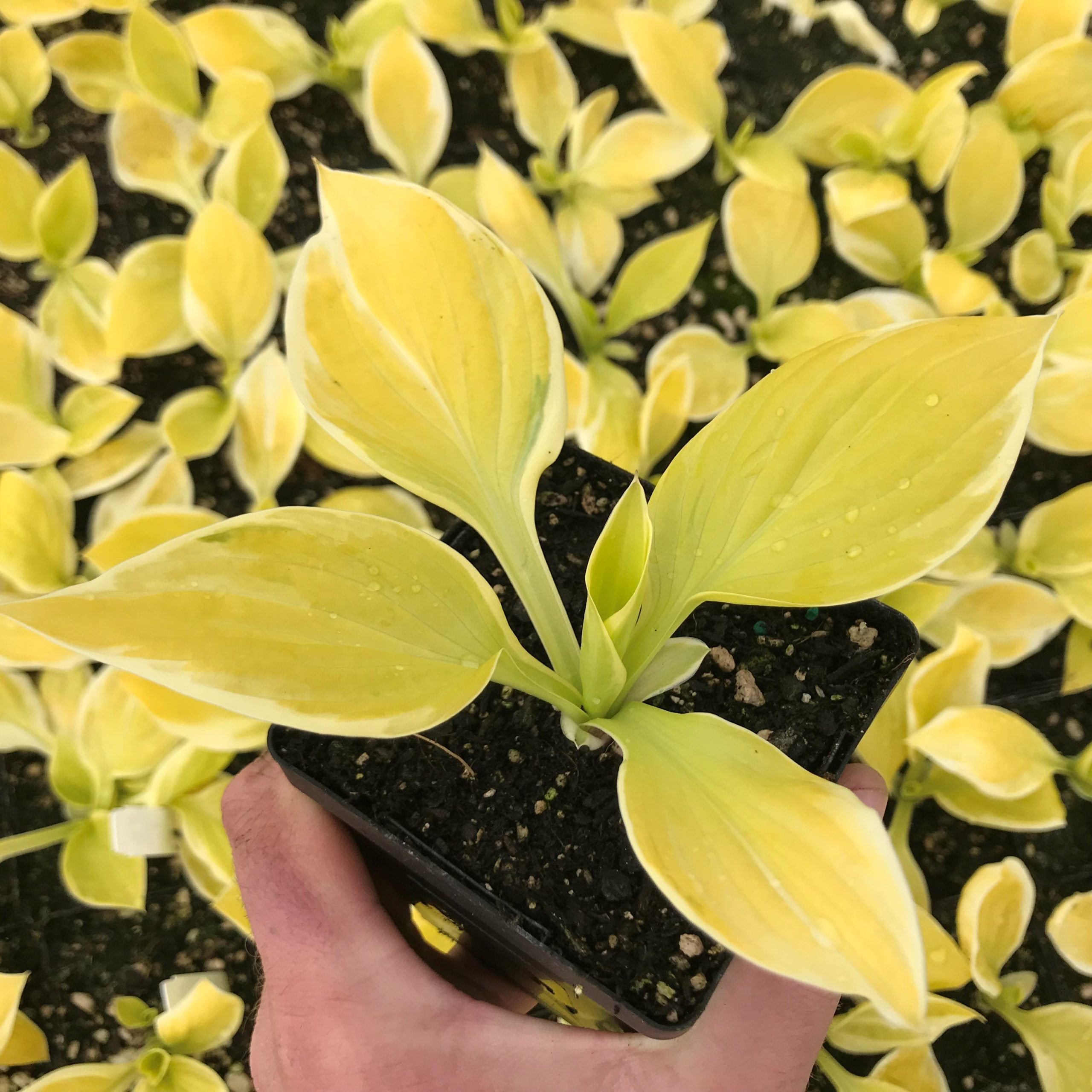 Hosta 'St. Elmo's Fire' - Plantain Lily (3.5" Pot)