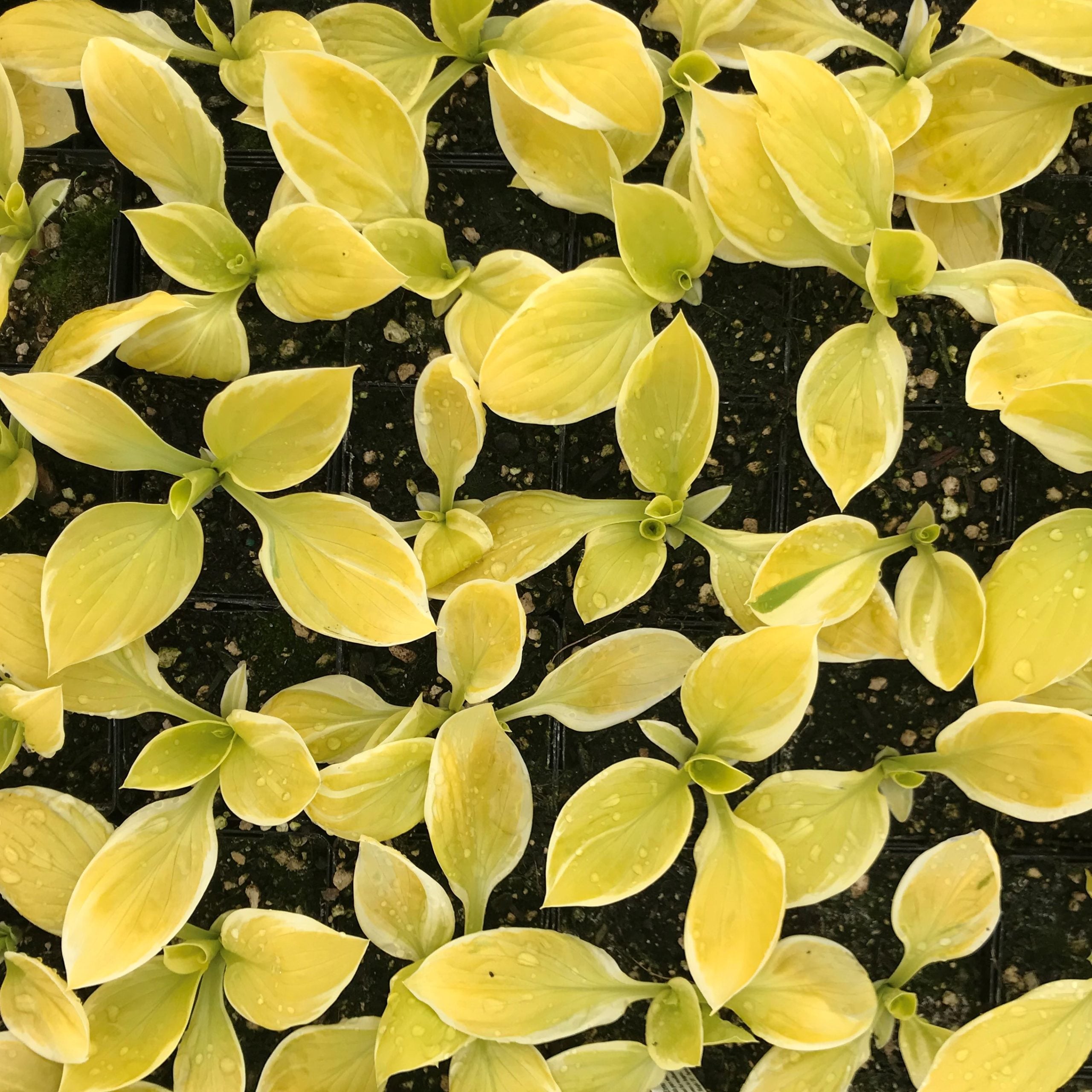 Hosta 'St. Elmo's Fire' - Plantain Lily (3.5" Pot) - Image 4