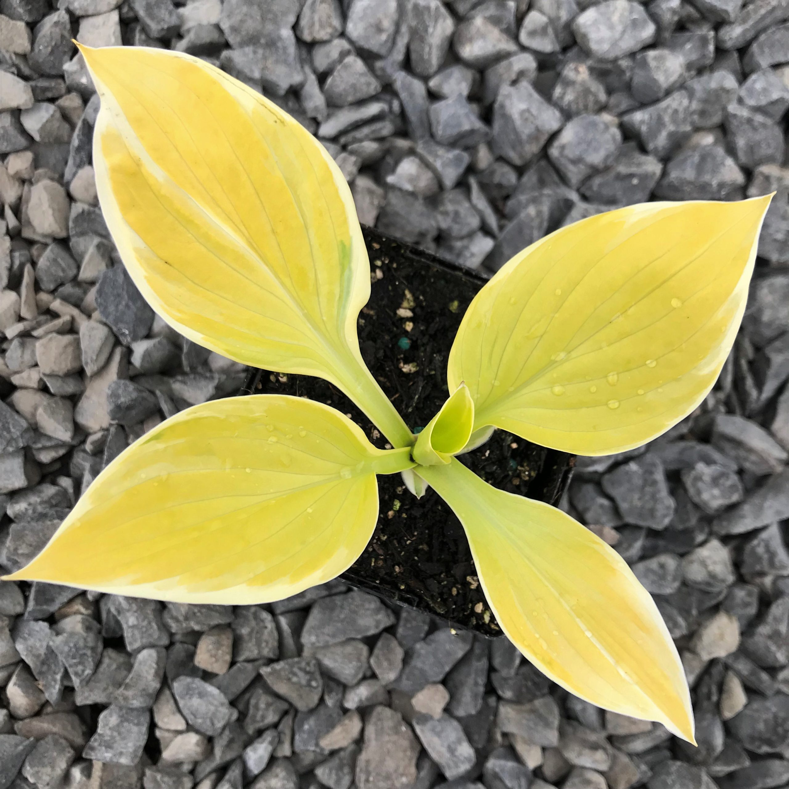 Hosta 'St. Elmo's Fire' - Plantain Lily (3.5" Pot) - Image 3