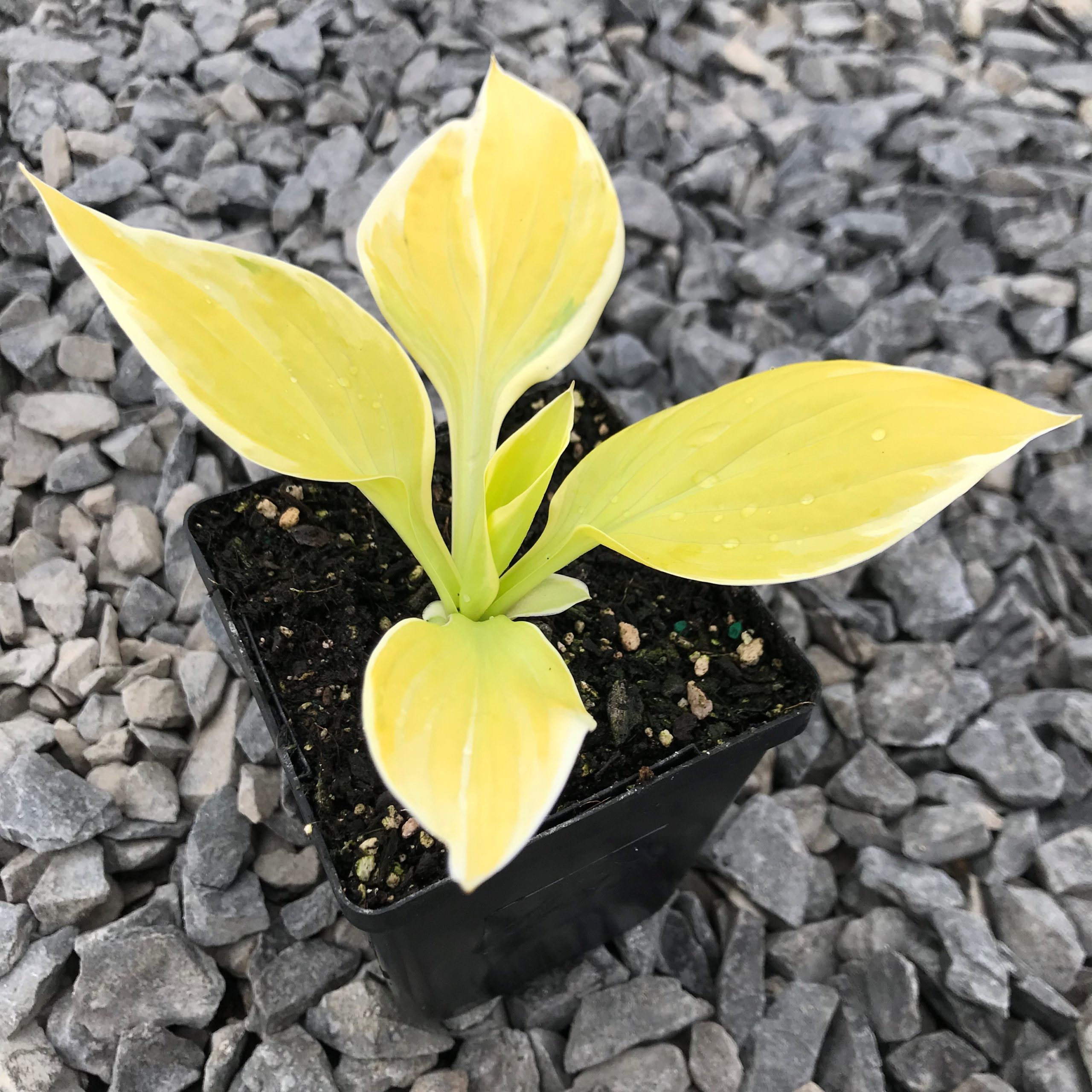 Hosta 'St. Elmo's Fire' - Plantain Lily (3.5" Pot) - Image 2