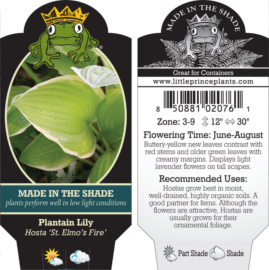 Hosta 'St. Elmo's Fire' - Plantain Lily (3.5" Pot) - Image 5
