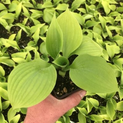 Hosta 'Sum and Substance' - Plantain Lily (3.5" Pot)
