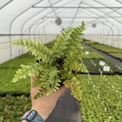 Dryopteris tokyoensis - Tokyo Wood Fern (3.5" Pot)
