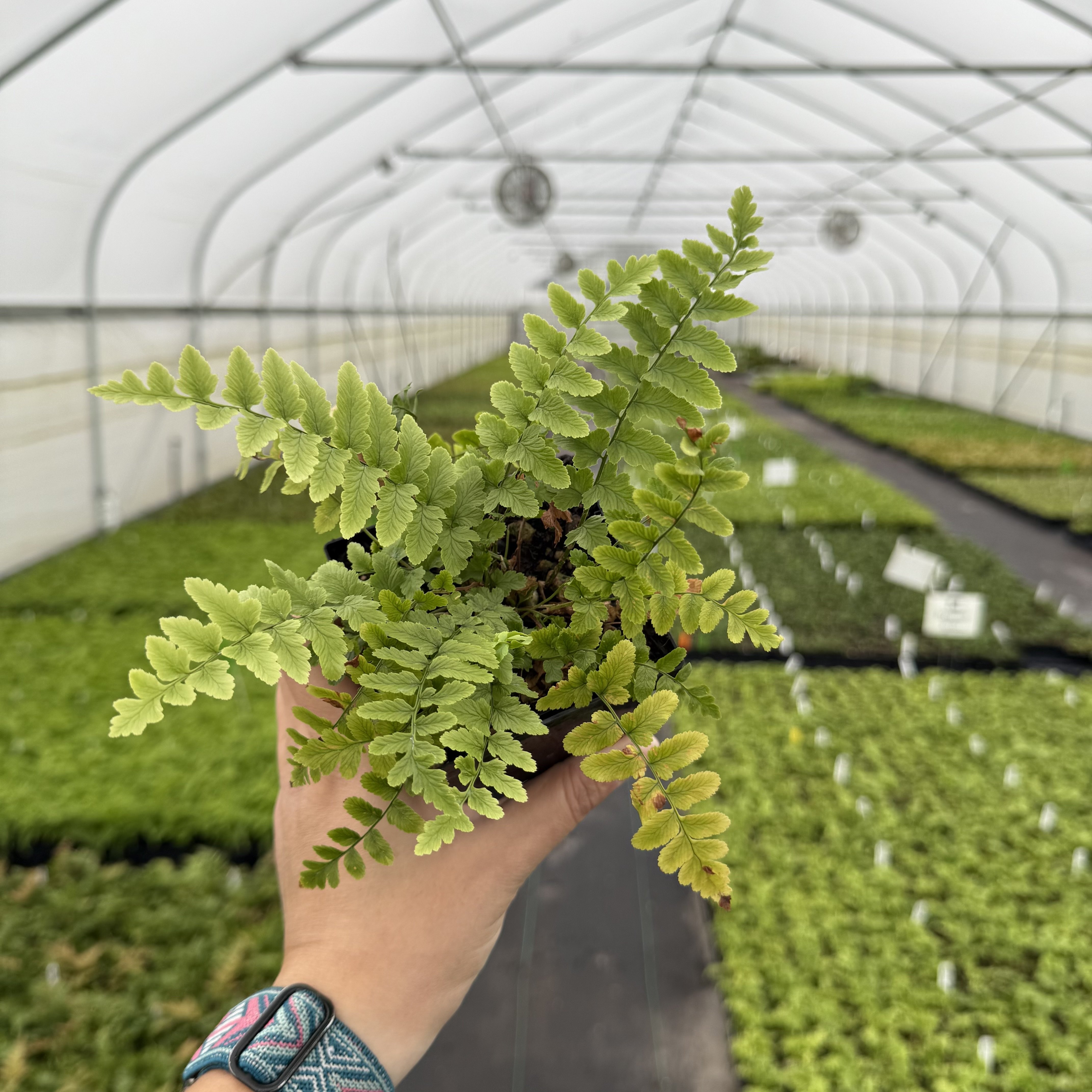 Dryopteris tokyoensis - Tokyo Wood Fern (3.5" Pot)