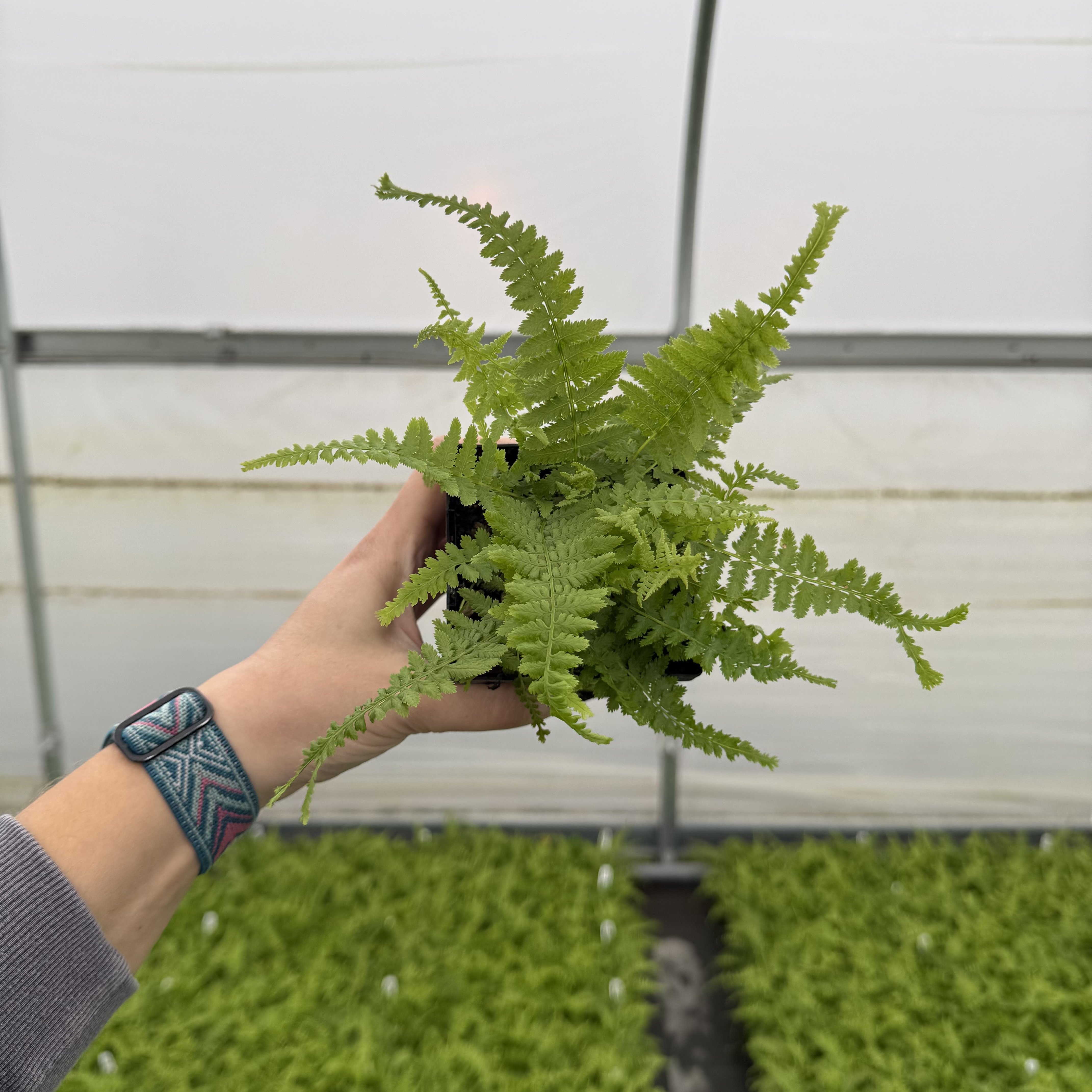 Athyrium filix-femina 'Victoriae' - Lady Fern (3.5" Pot)