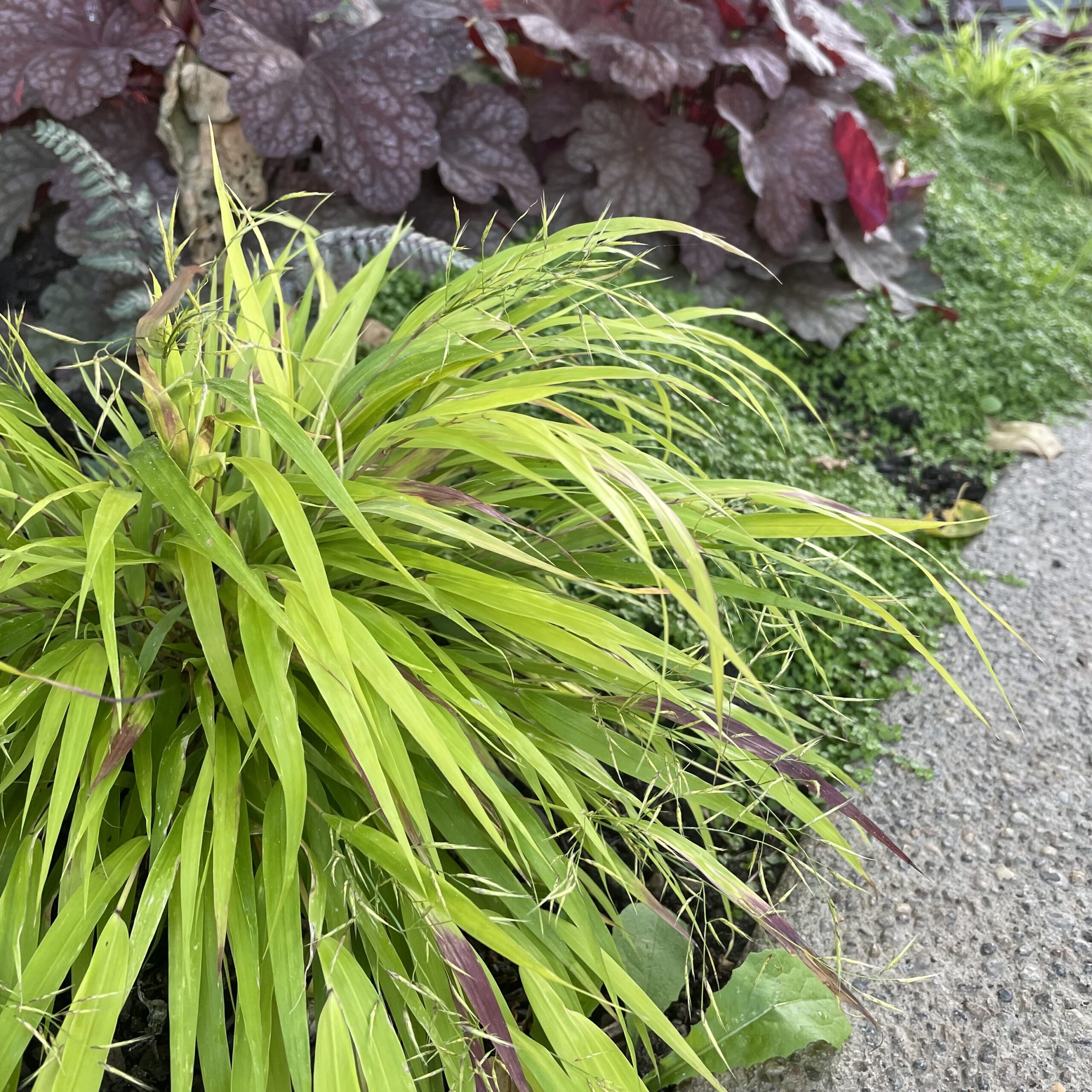 Hakonechloa macra Sunflare™ - Forest Grass USPP #27,734 (3.5" Pot) - Image 3